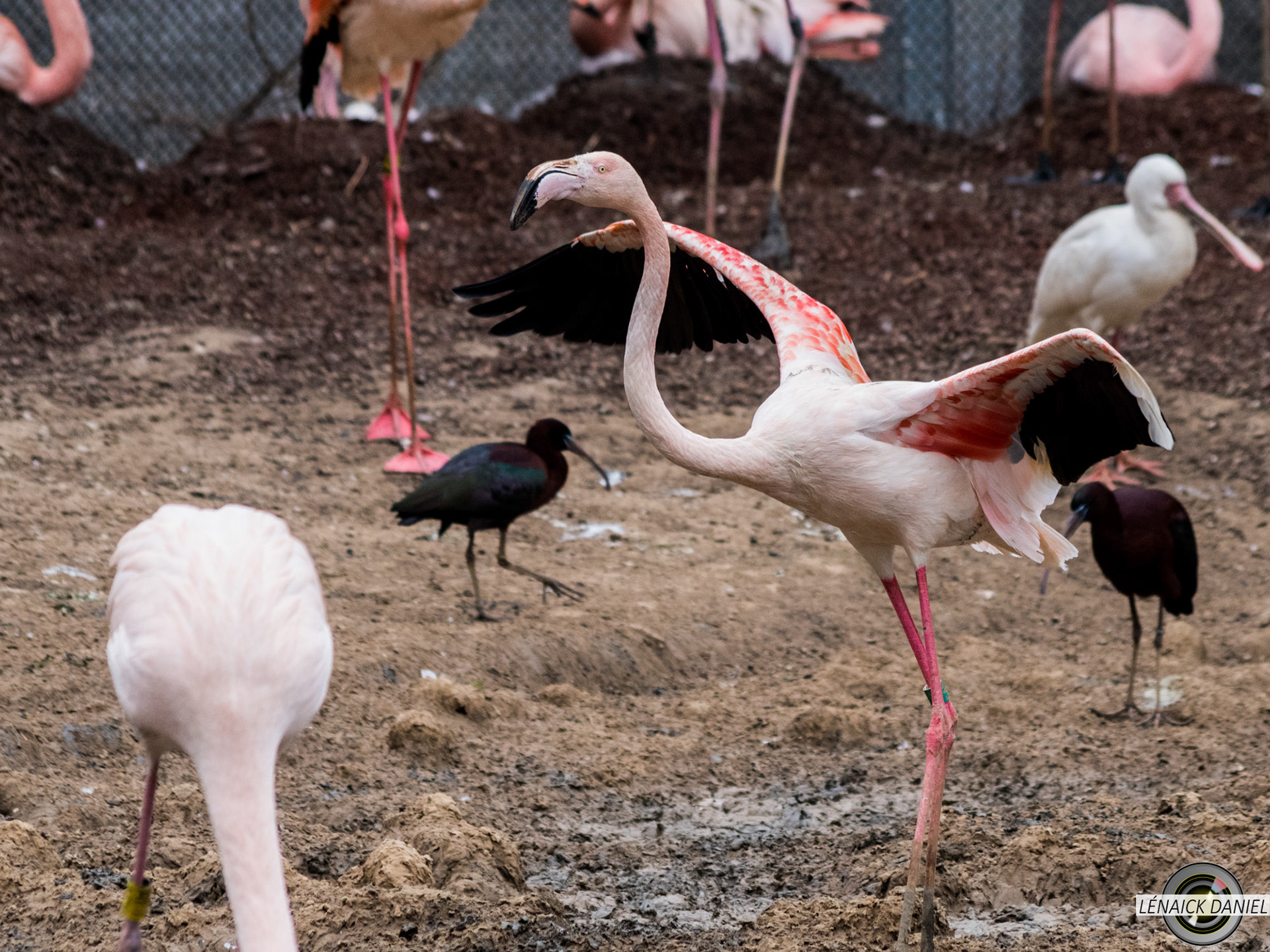 flamands roses