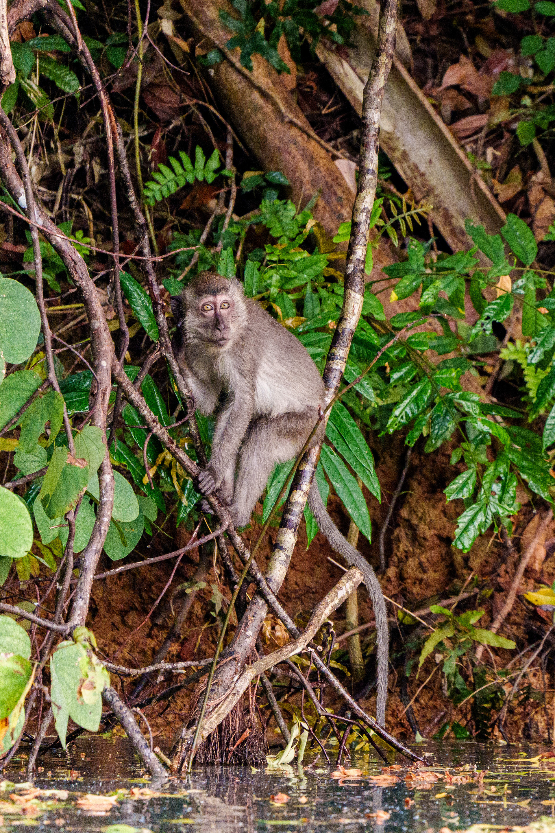 macaque