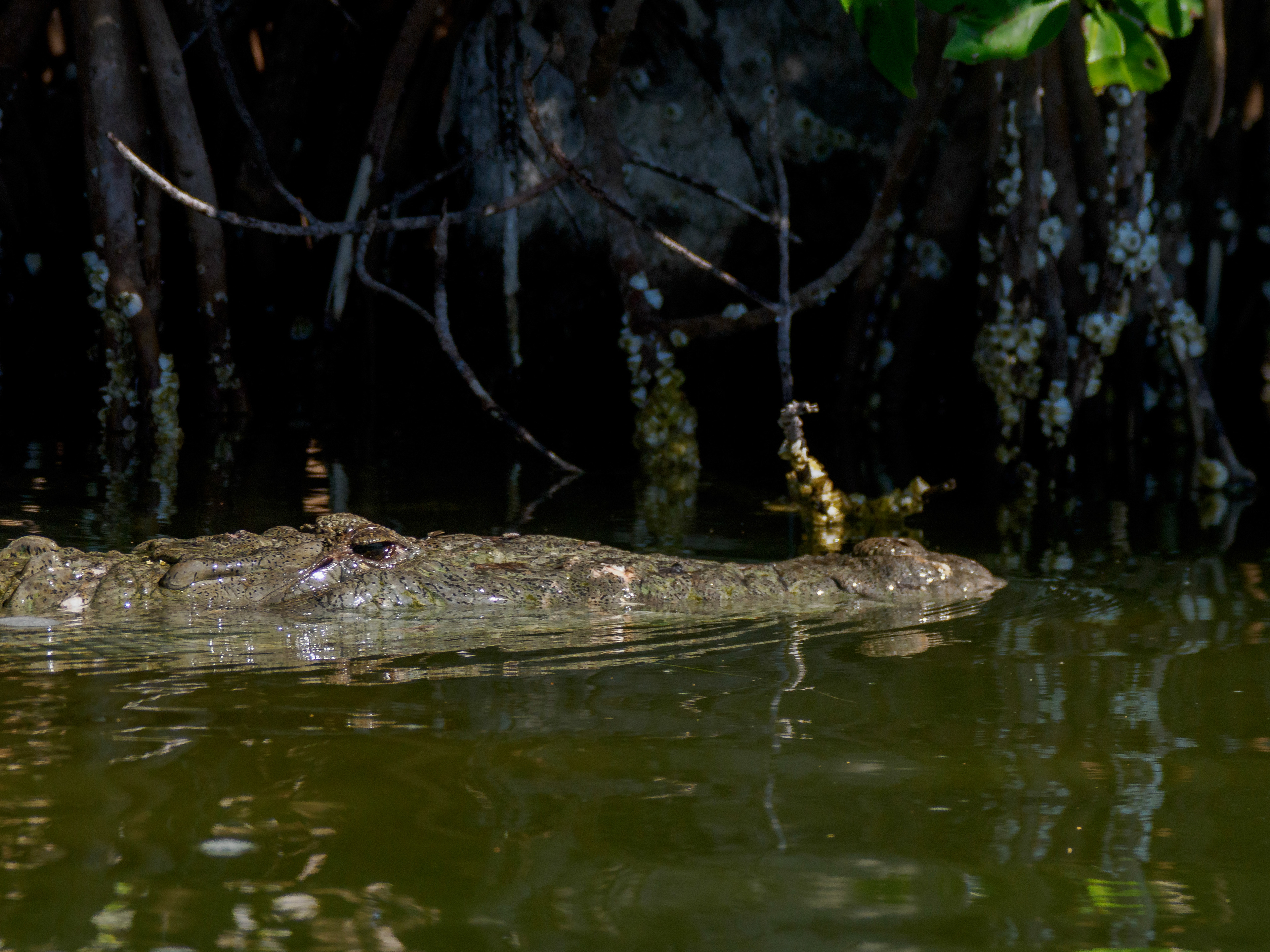 première rencontre sauvage