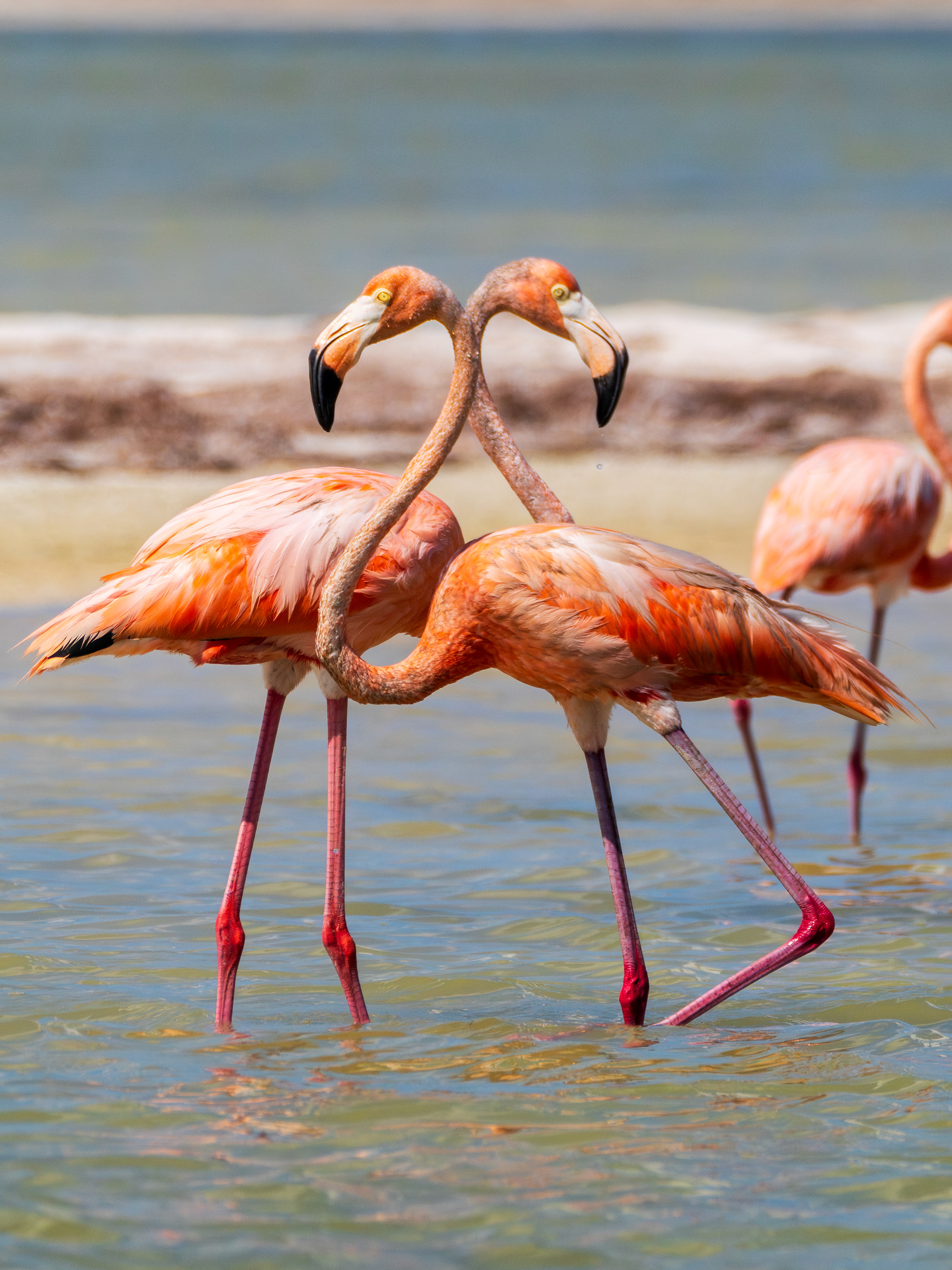 flamands roses