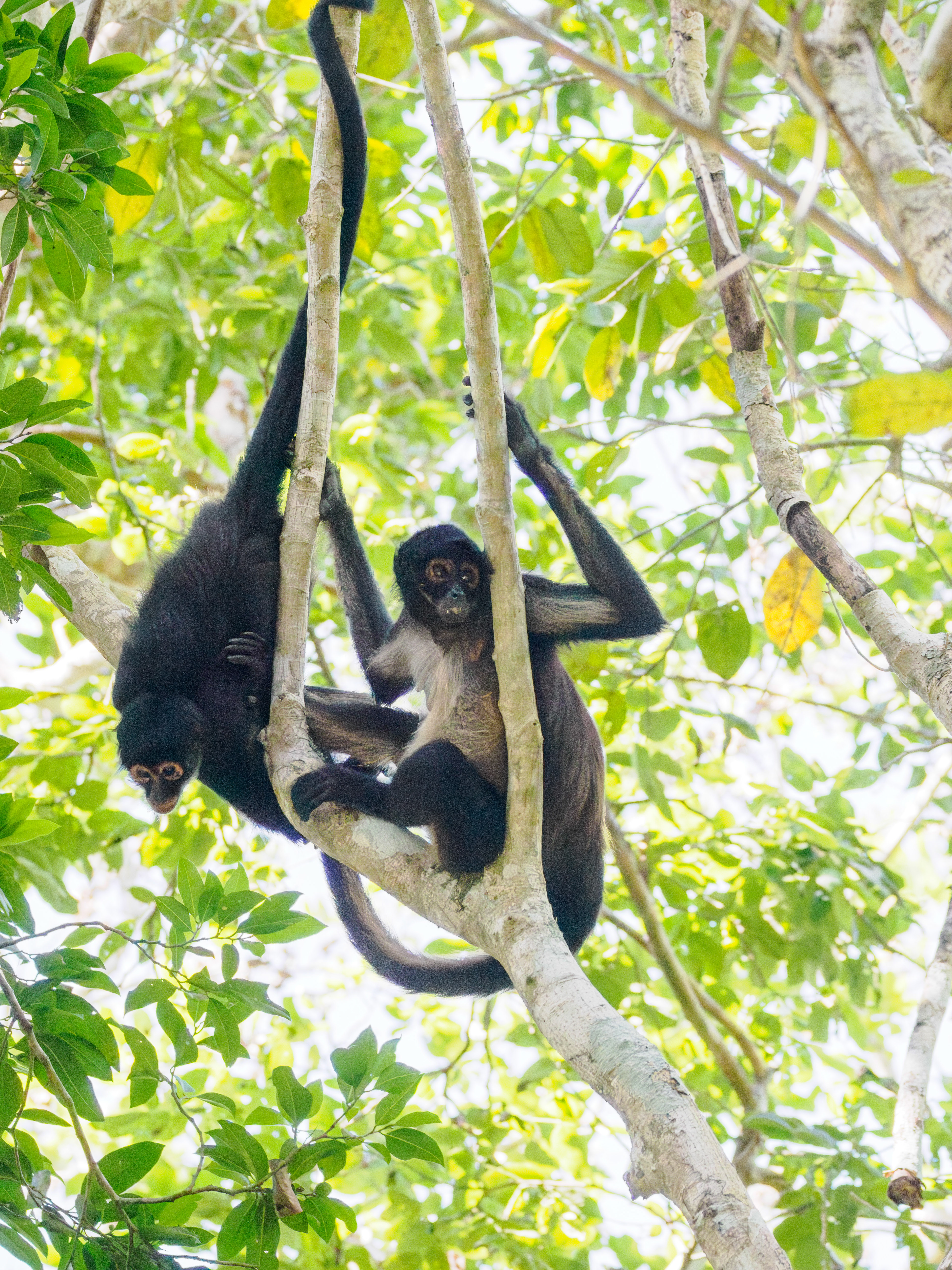 Les parents ne sont pas loin