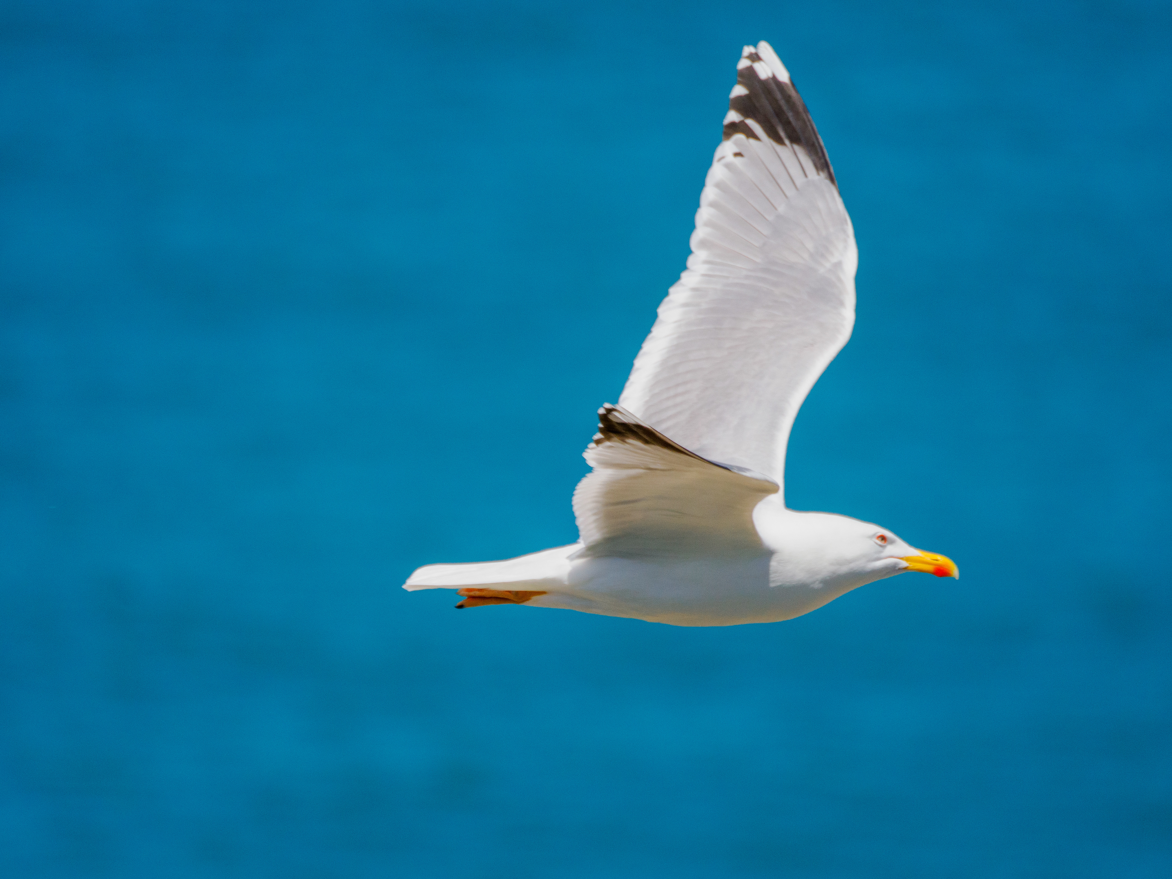 mouette en bord de mer
