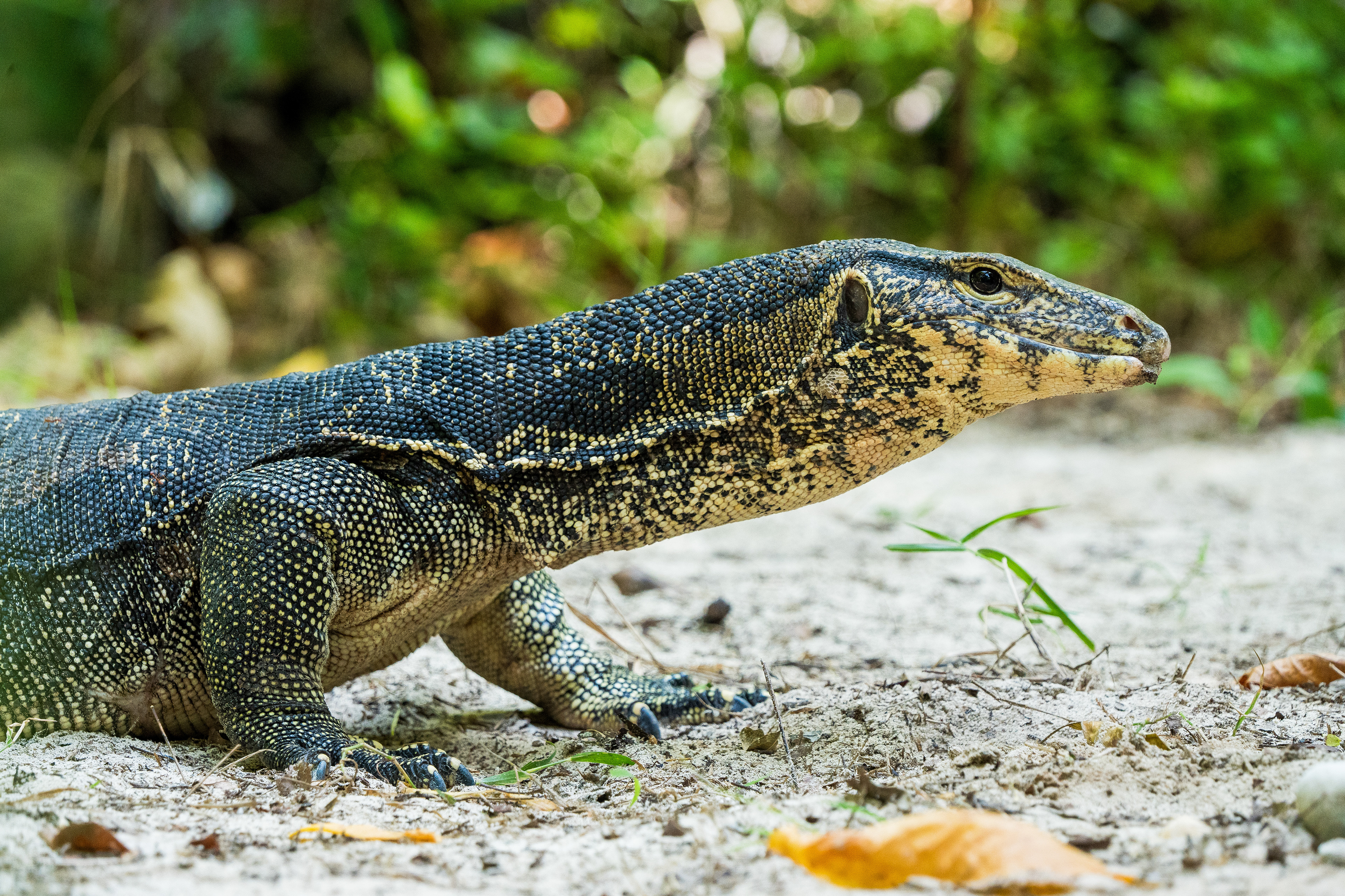 Un varan pas farouche entre la plage et la forêt