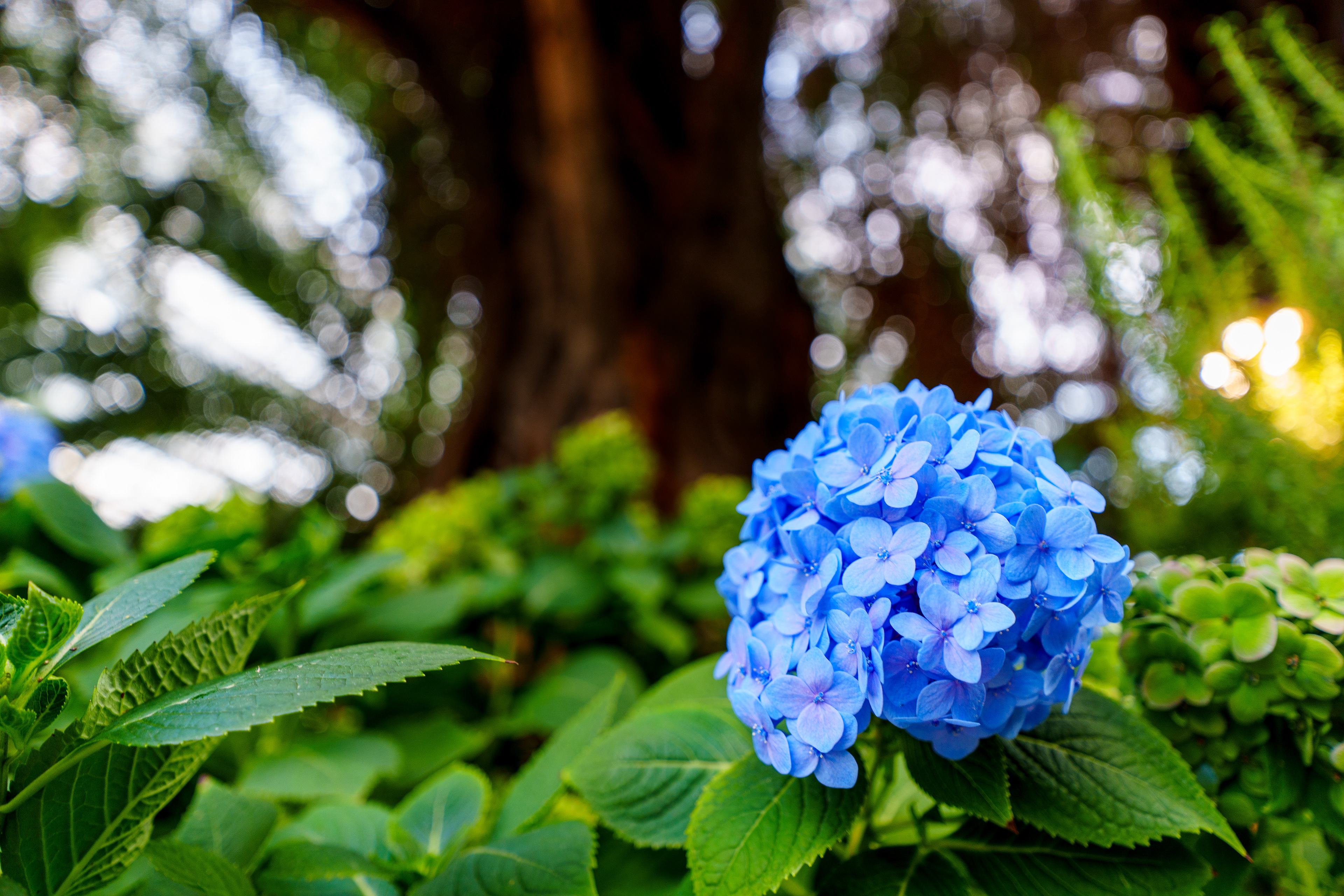 Flower Dome