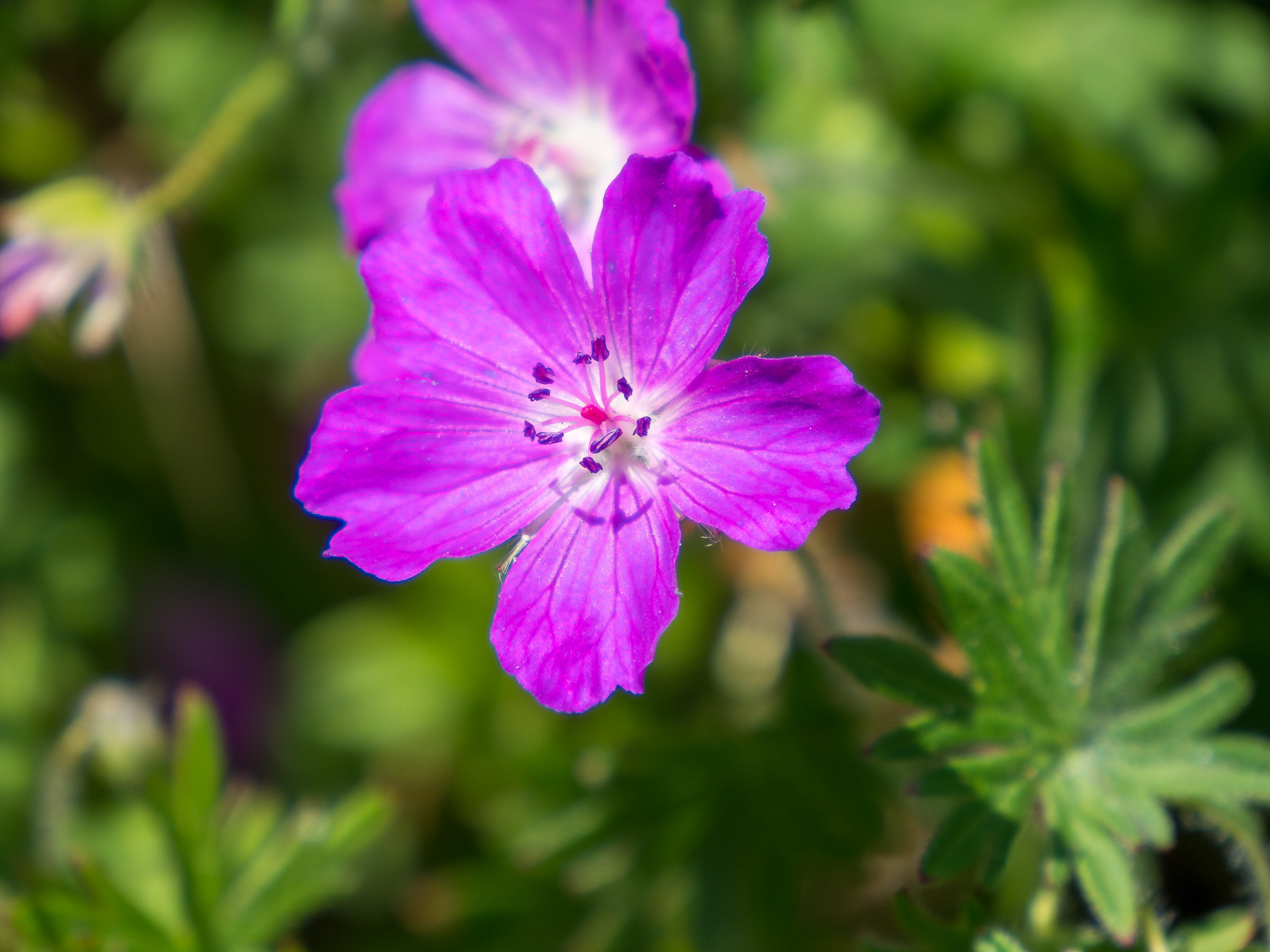 fleur
