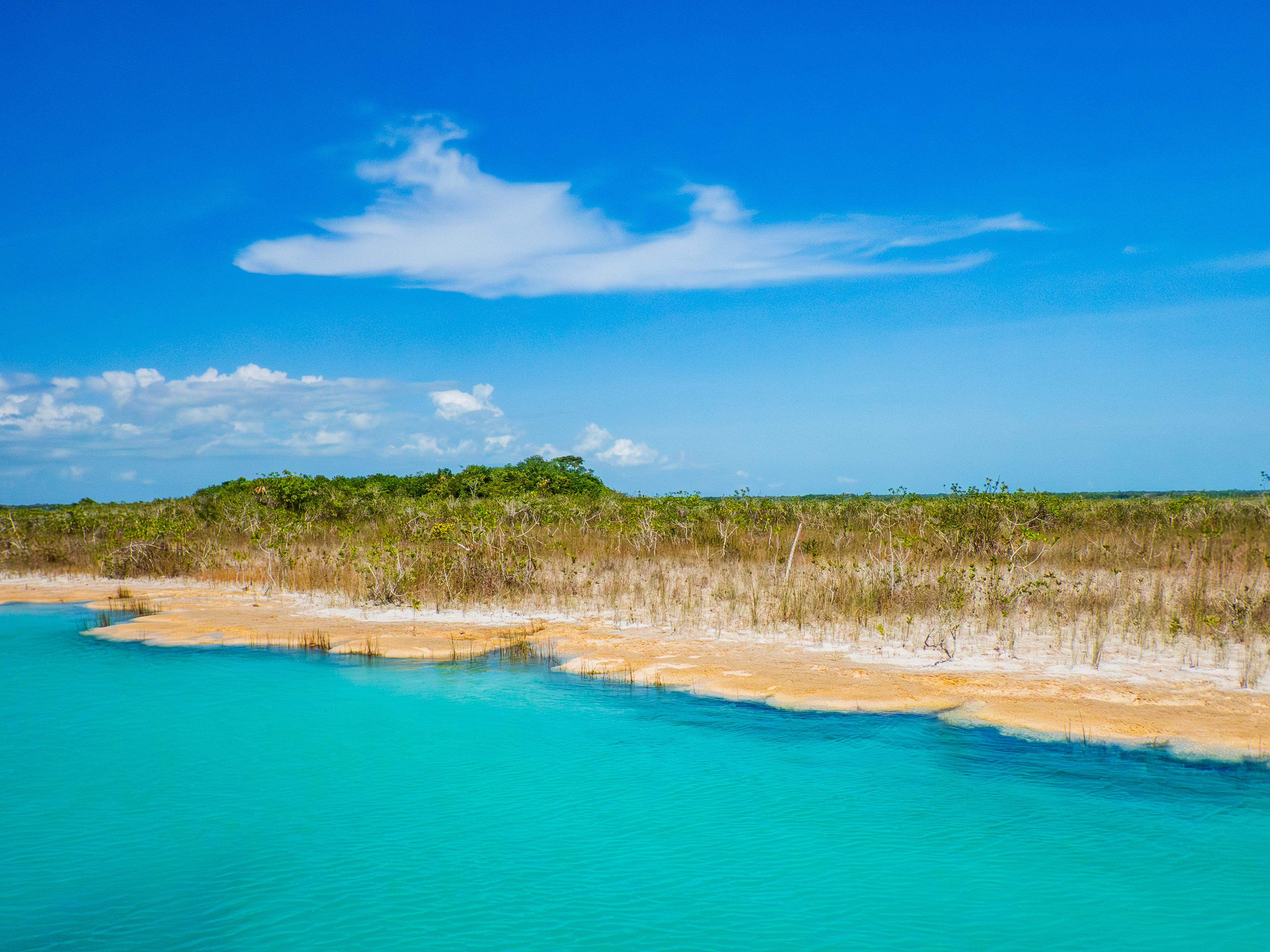 mangrove et stromatolites