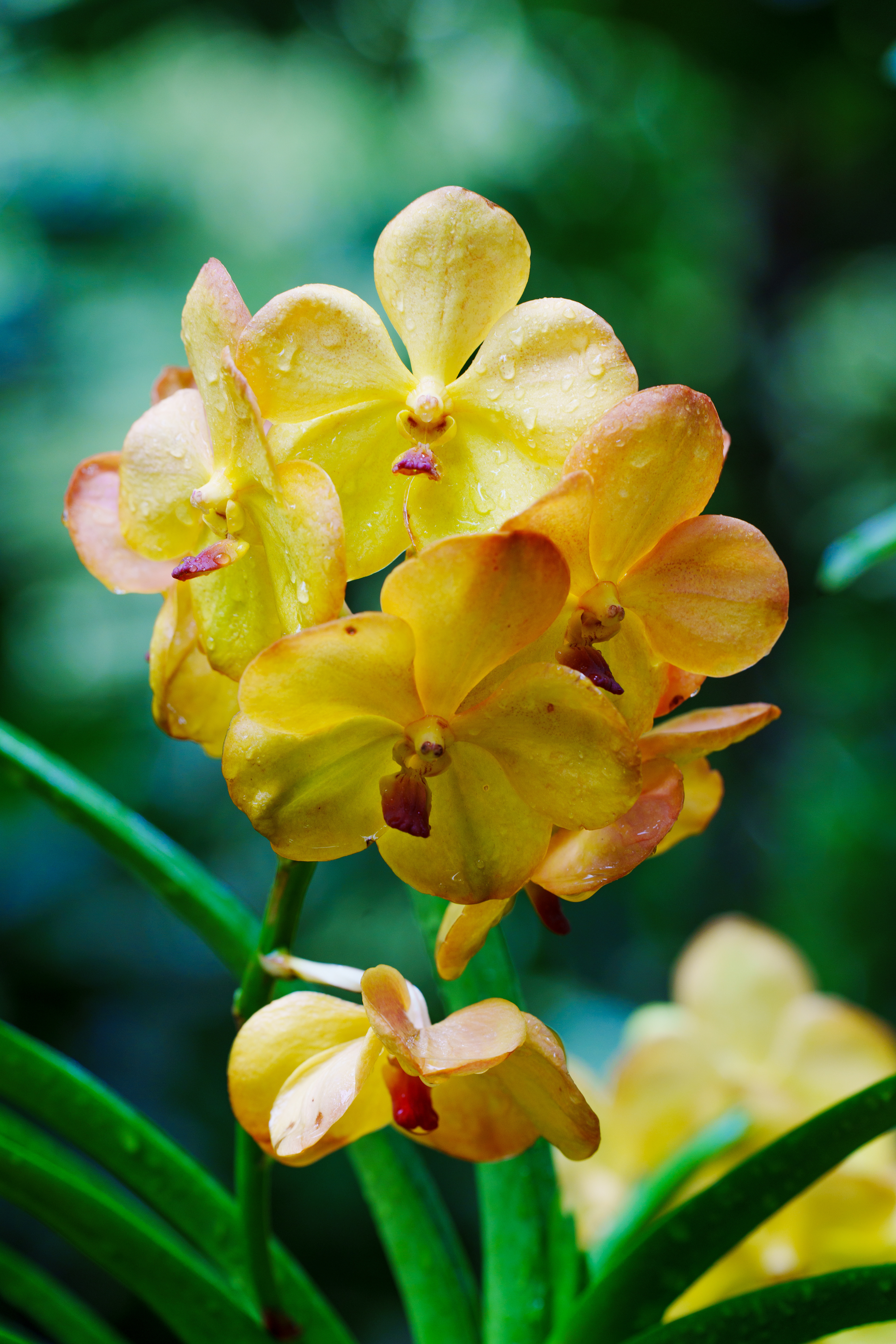 jardin des orchidées