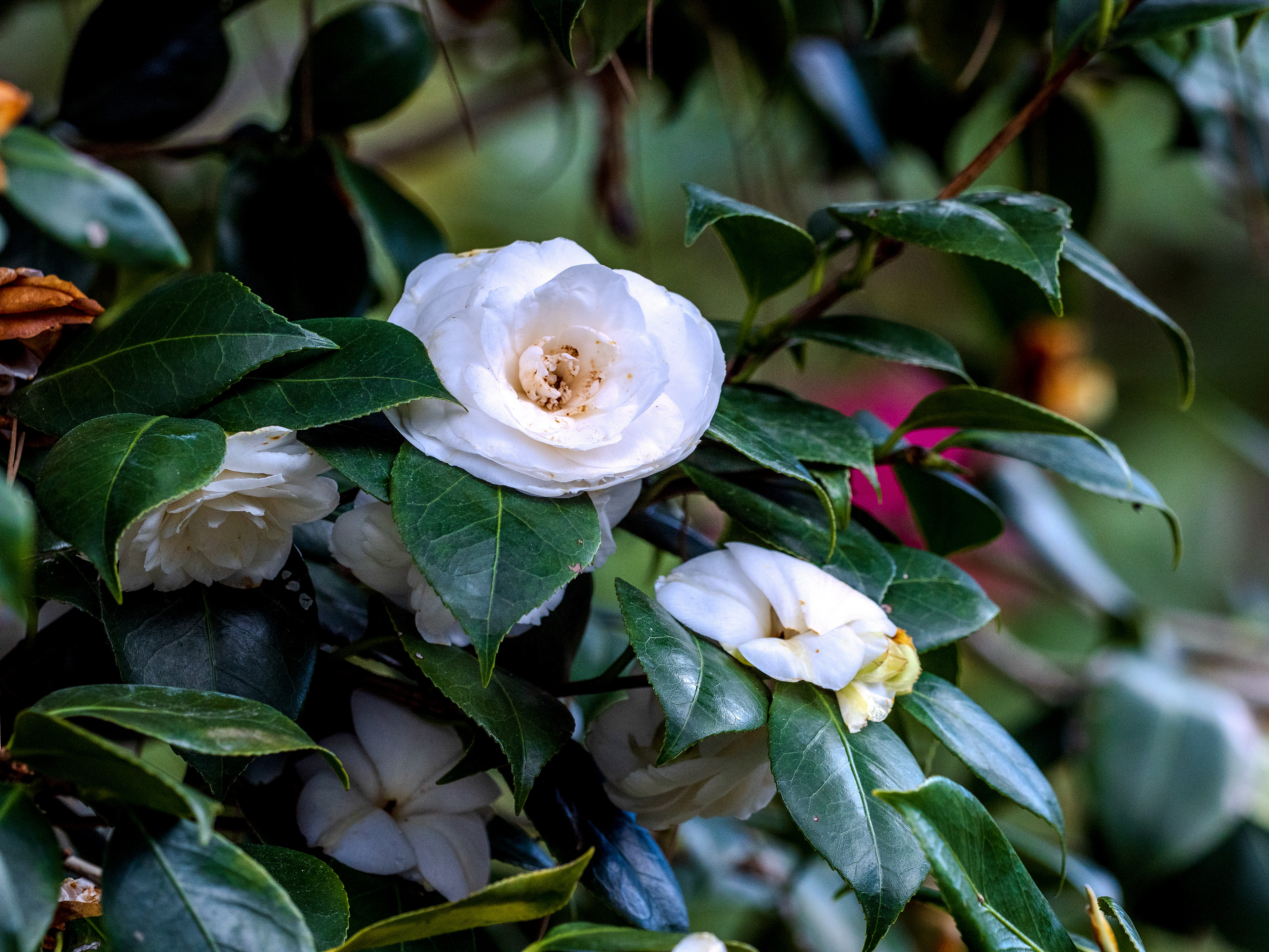 le printemps arrive
