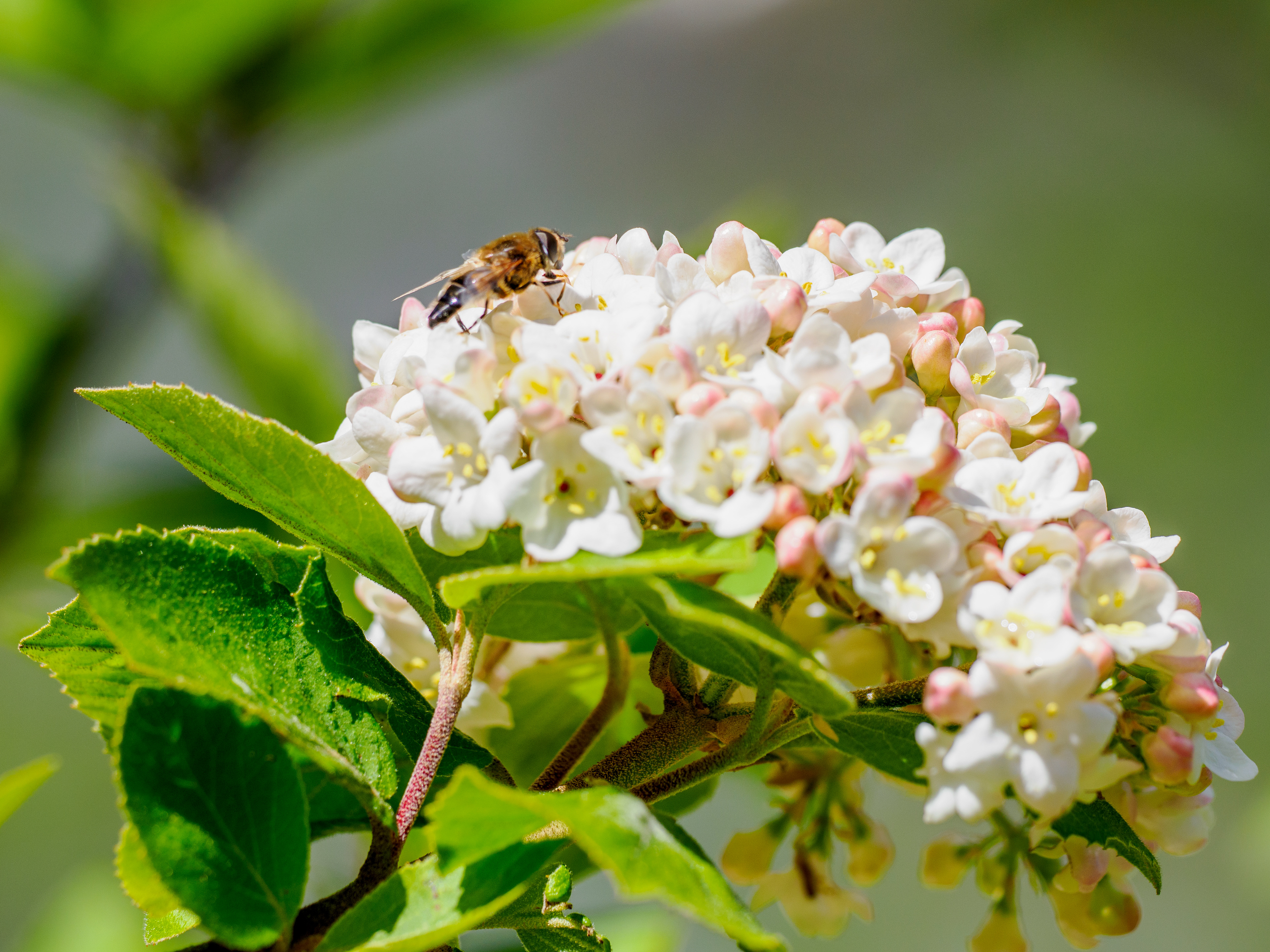 le printemps arrive
