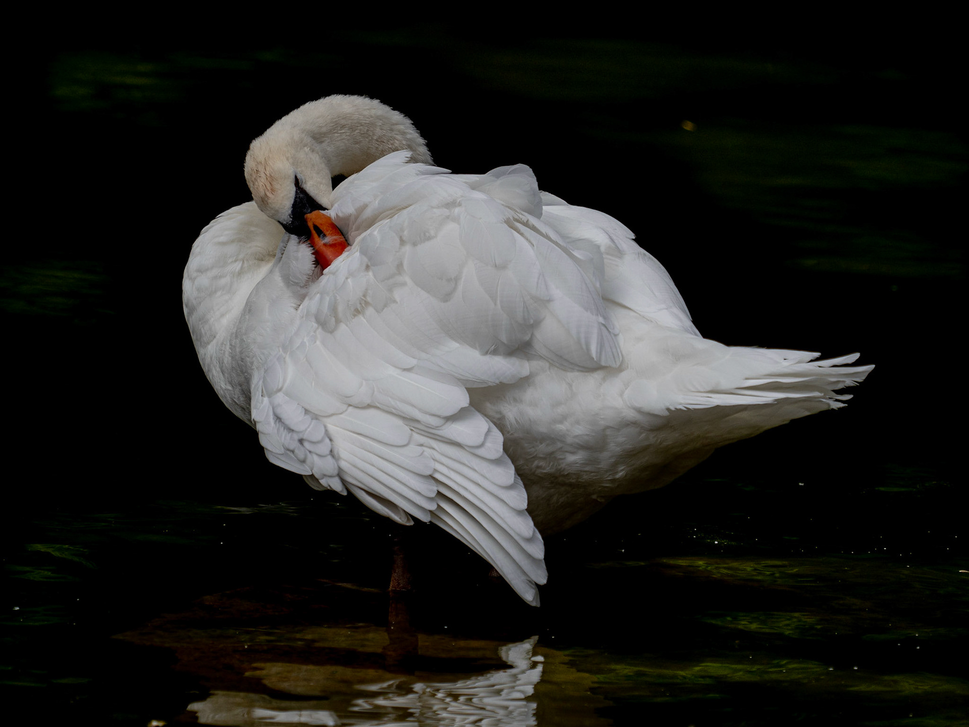 cygne
