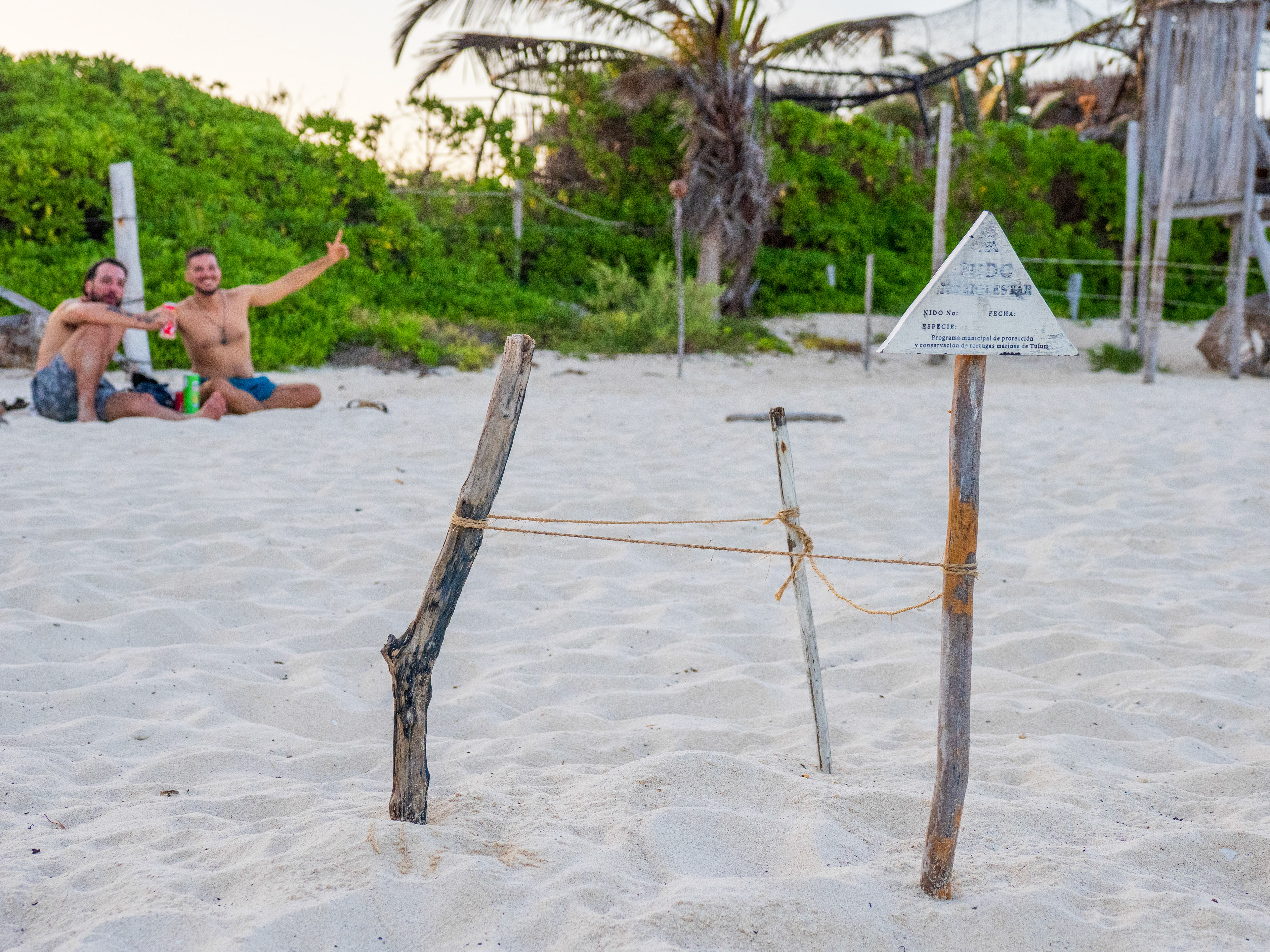 Protection d'une ponte de tortue