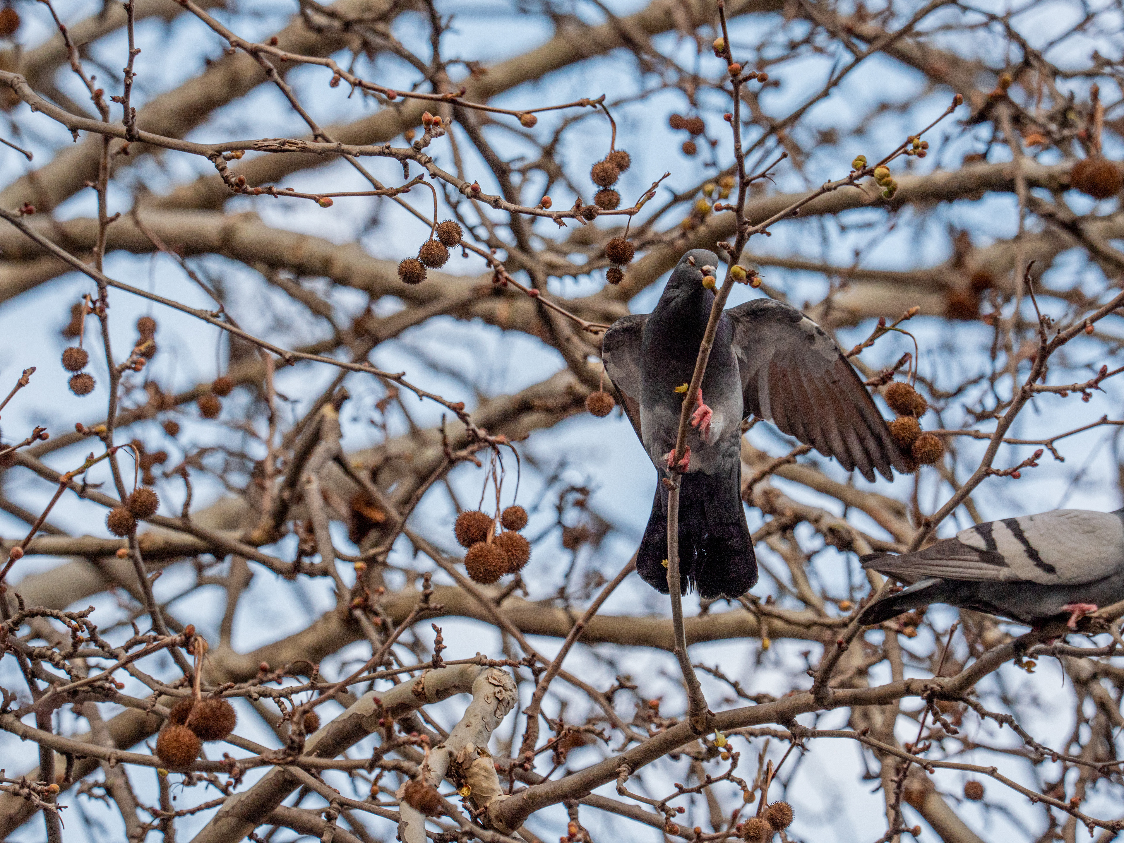 pigeon