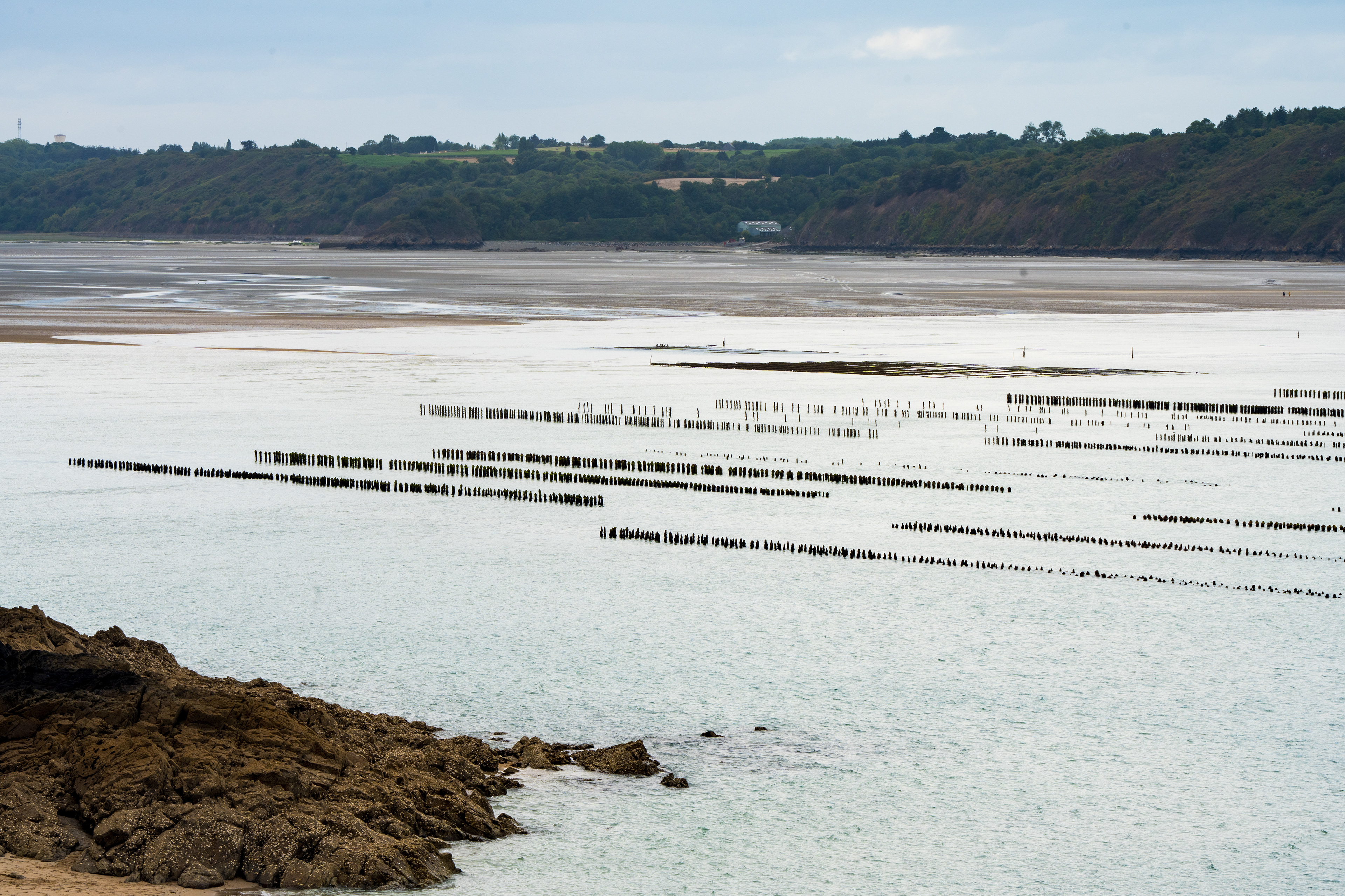 Elevages de moules