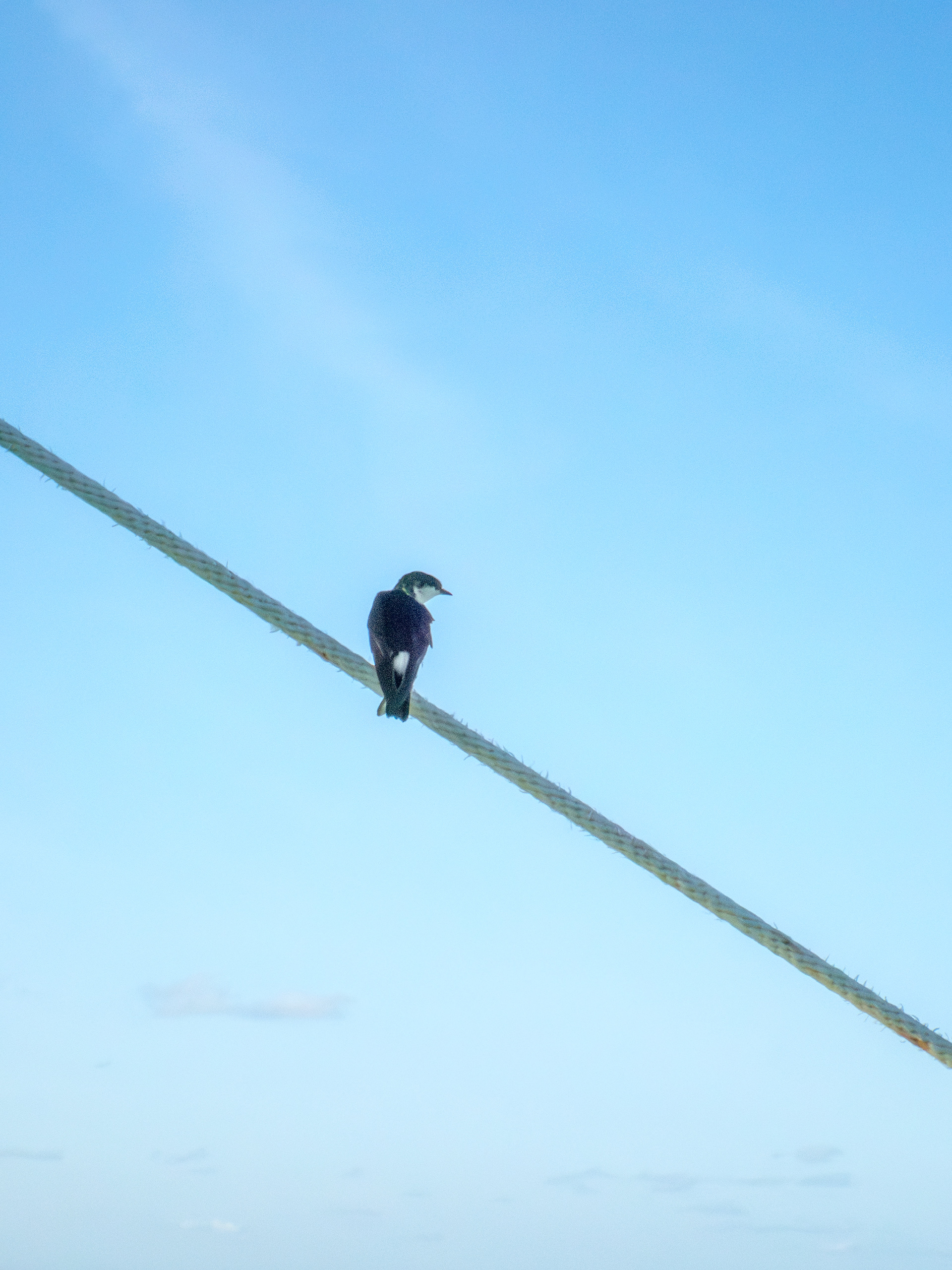 compagnon de fin de journée