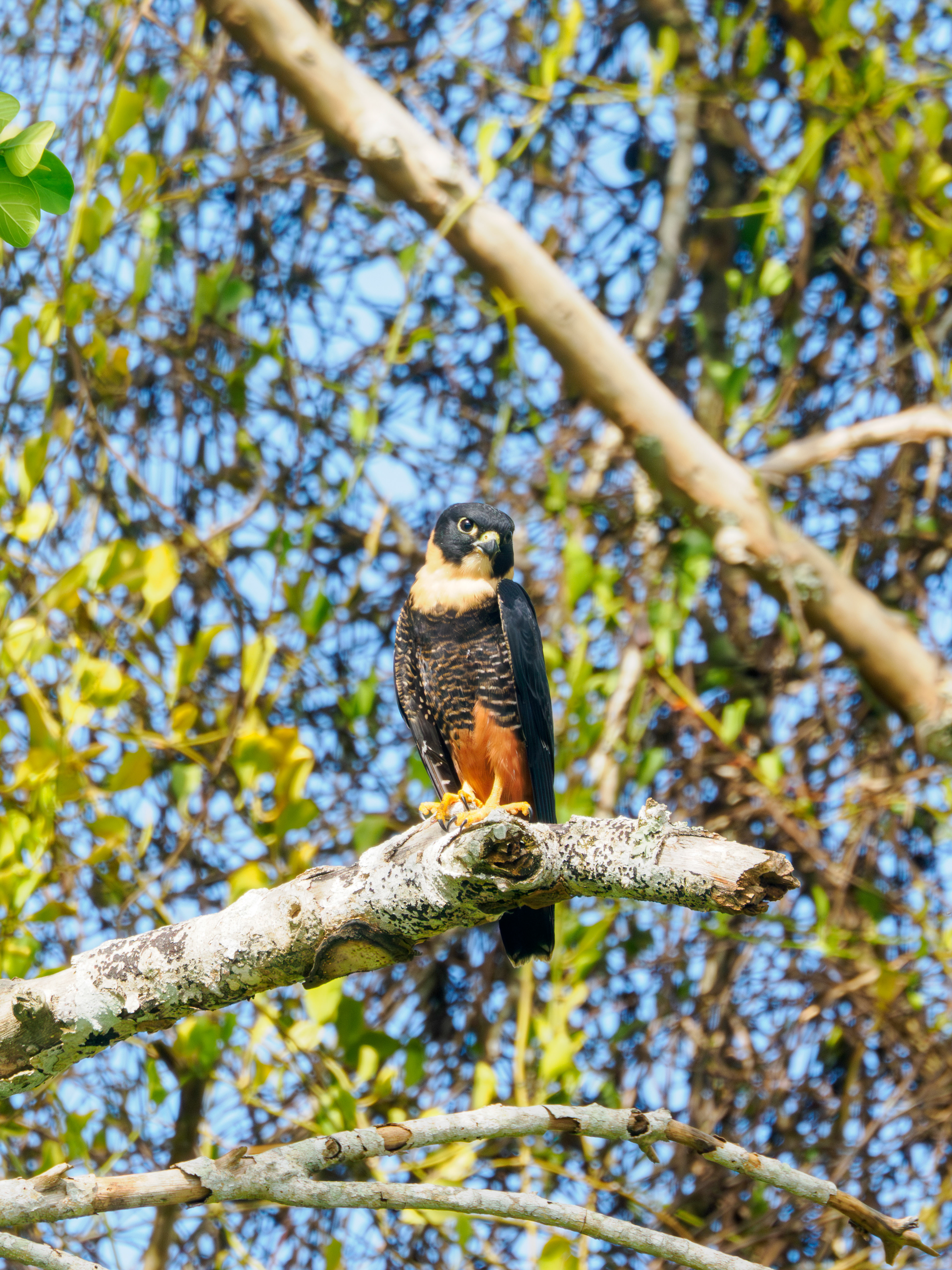 Les temples perdus dans la jungle sont ceux des meilleurs rencontres