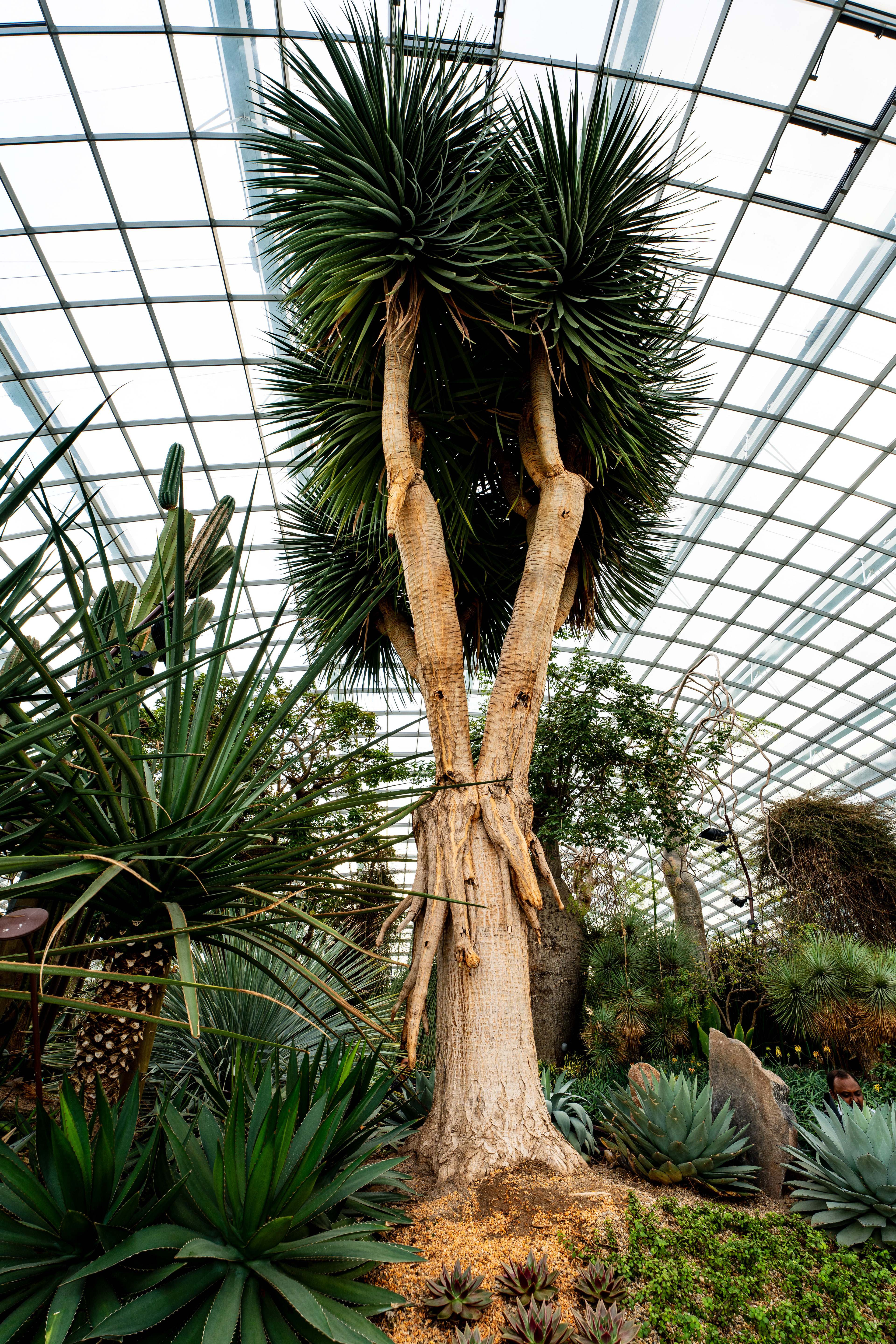 Flower Dome