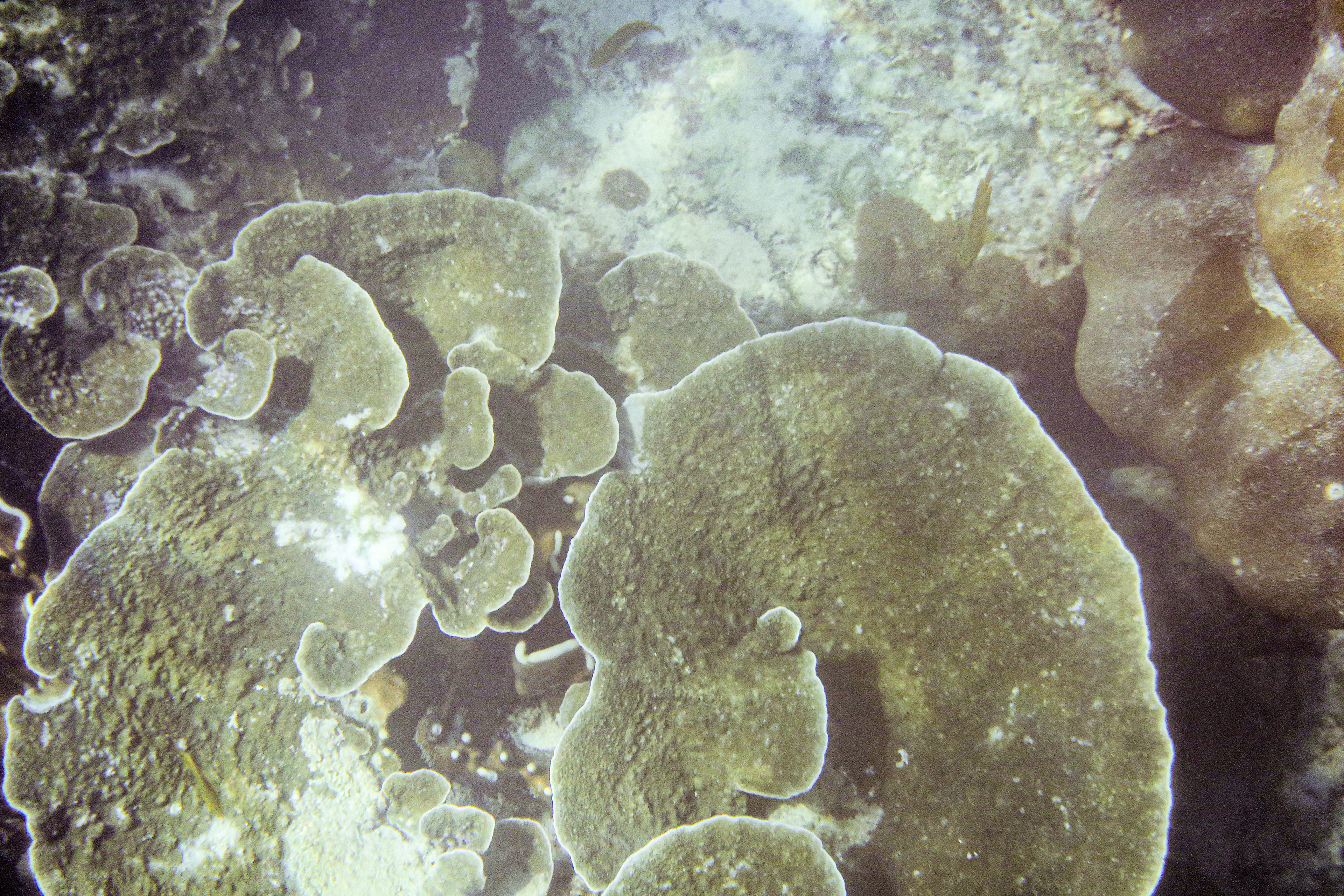 snorkeling