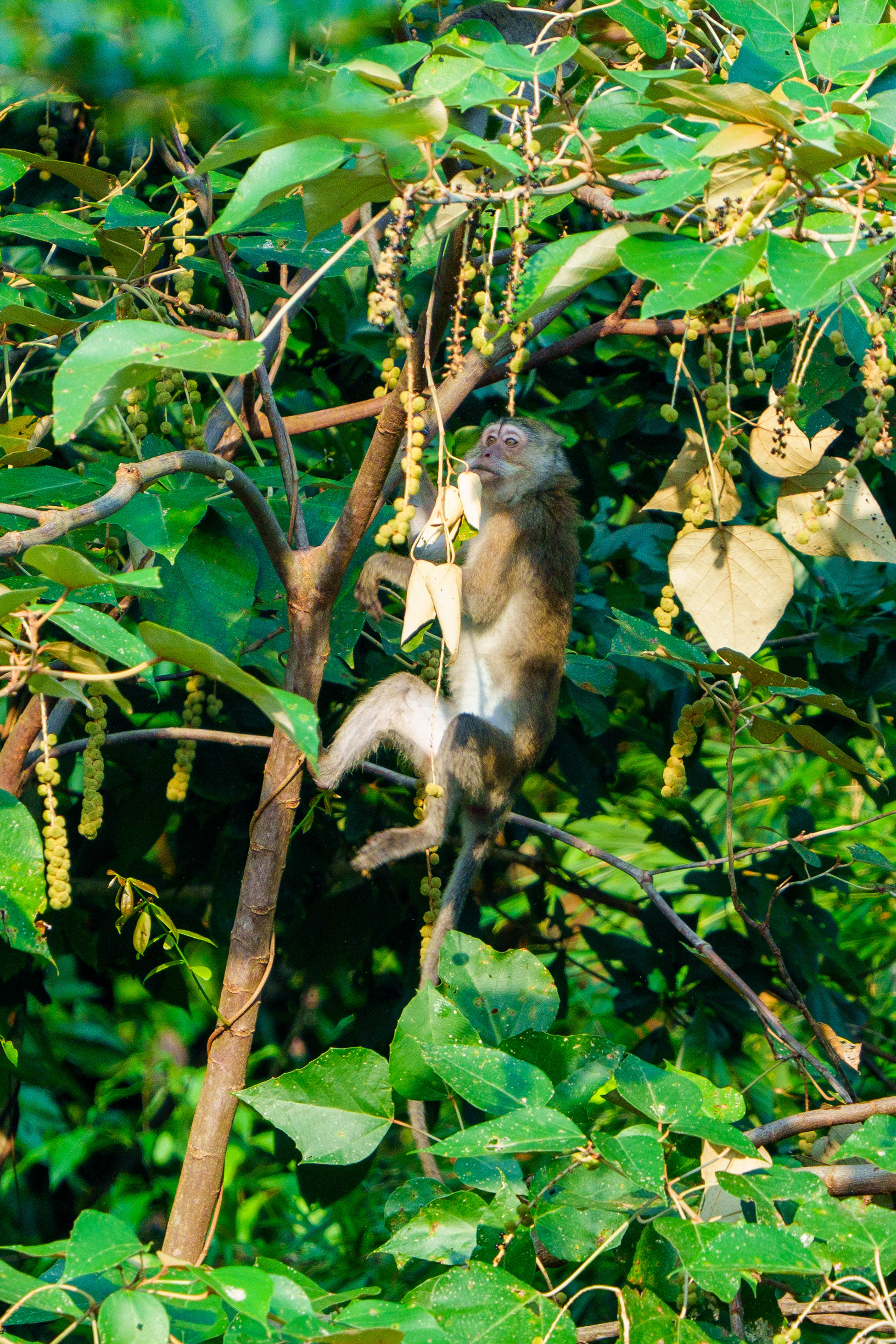 macaque