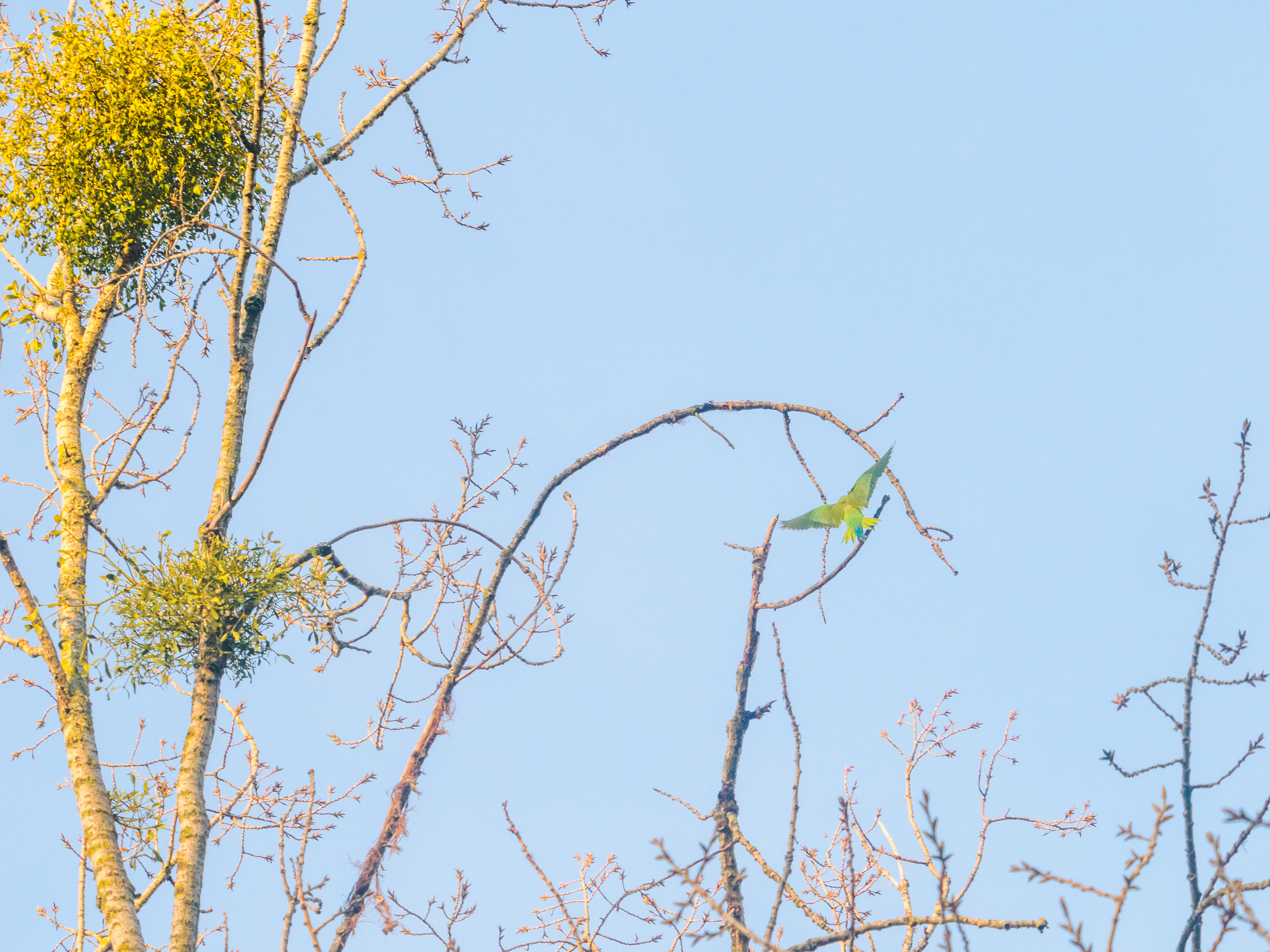 perruche au bois de Vincennes