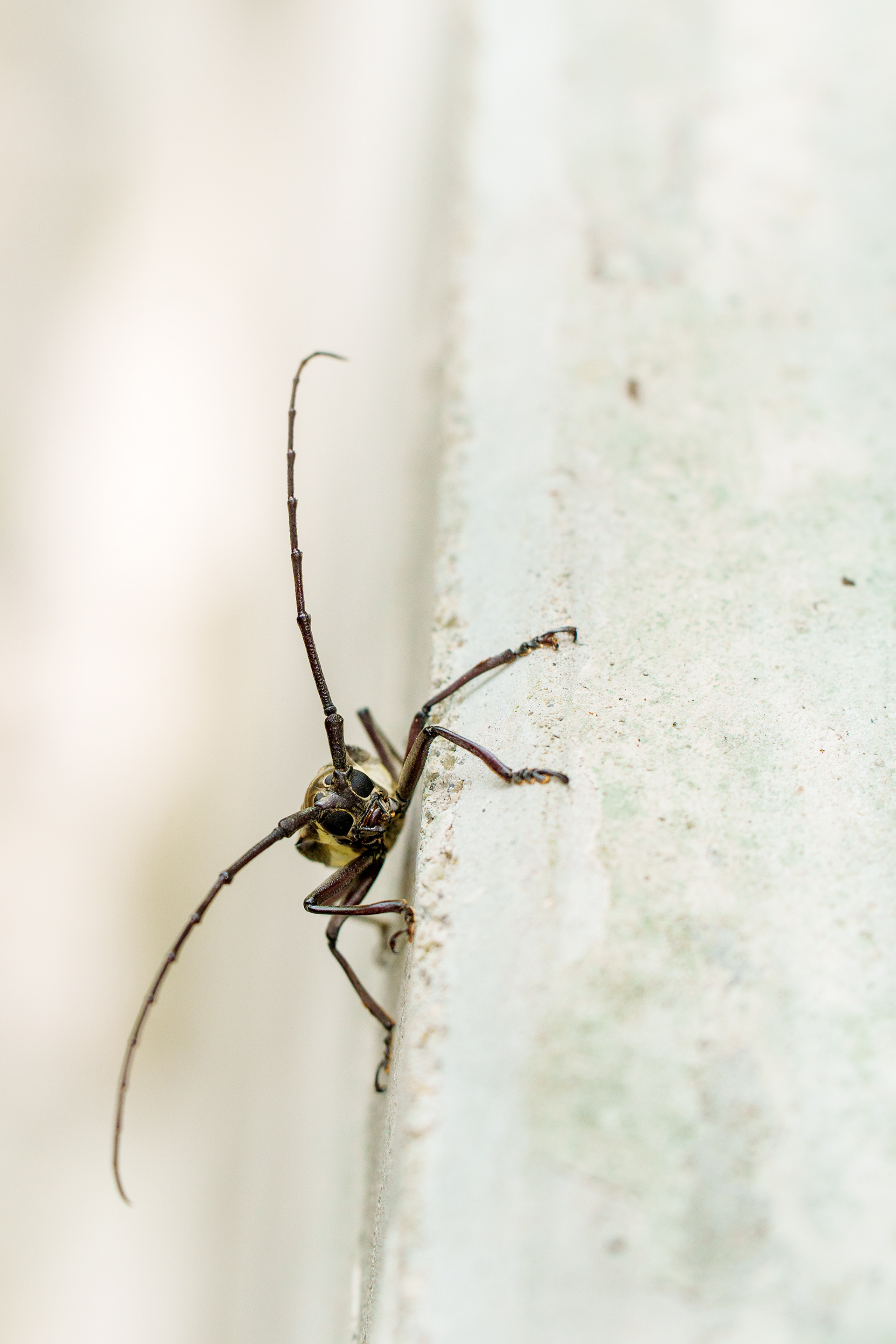insecte