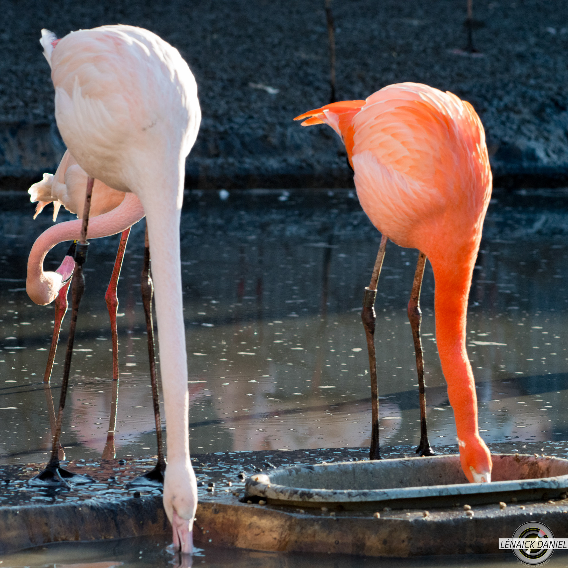 flamands roses