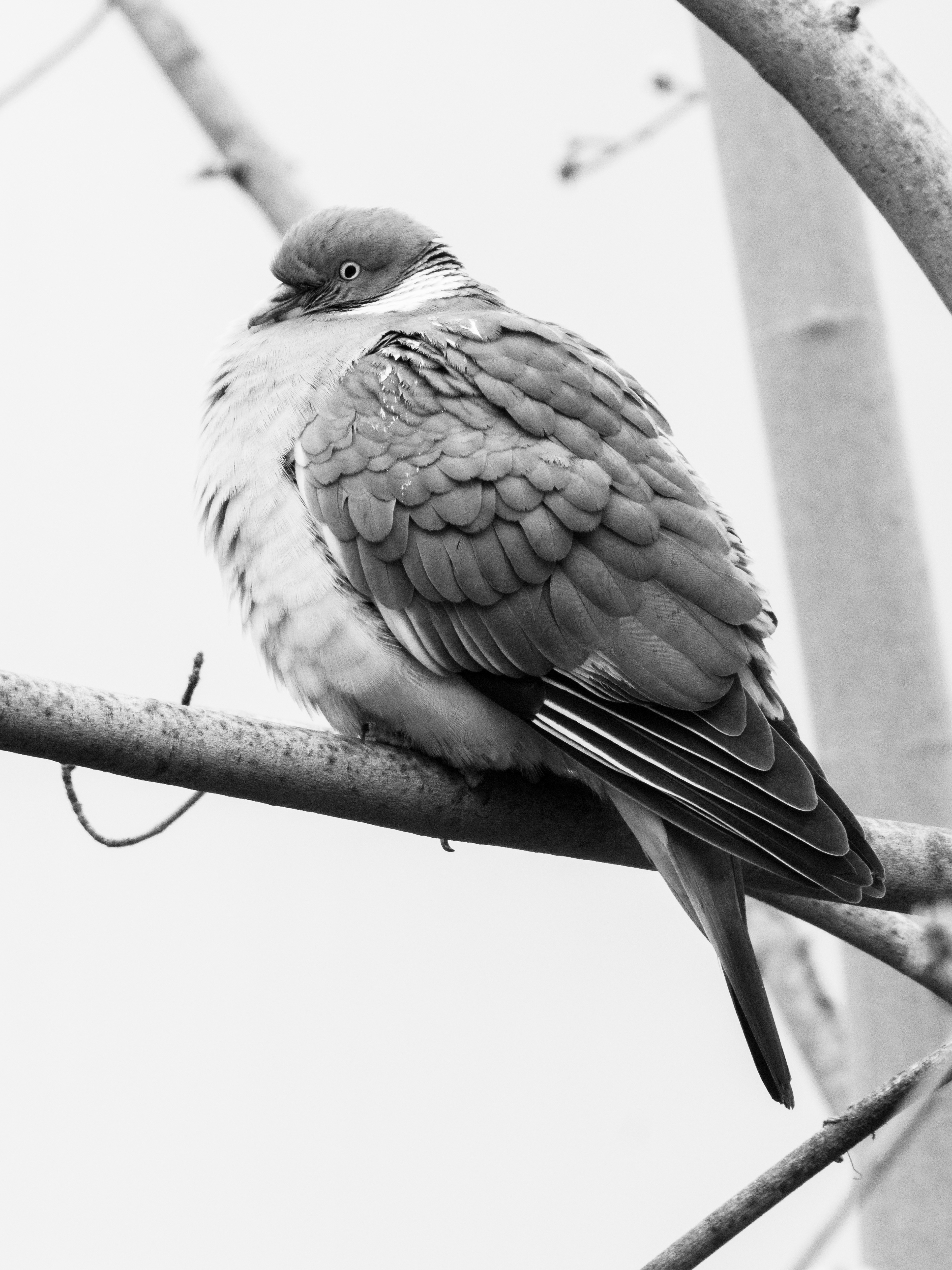 pigeons dans Paris
