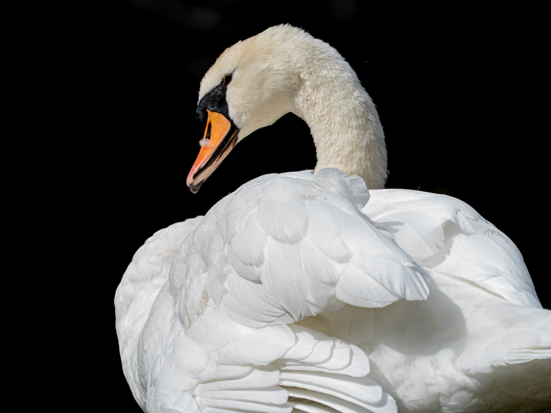 cygne