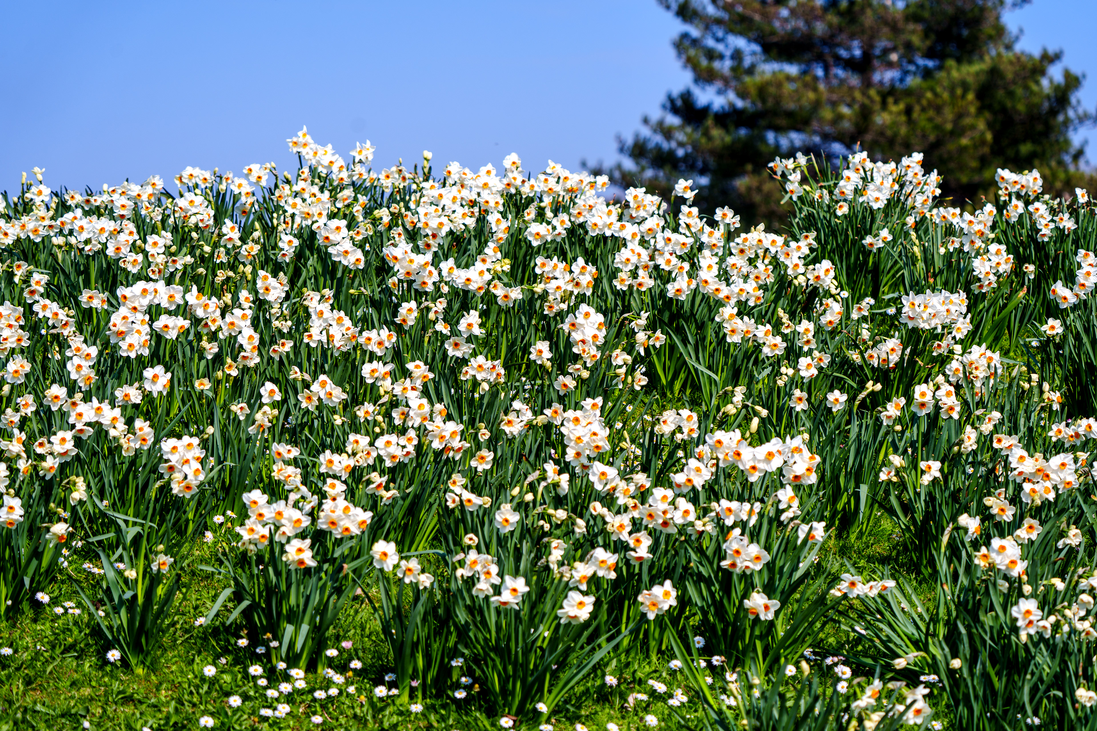 le printemps arrive