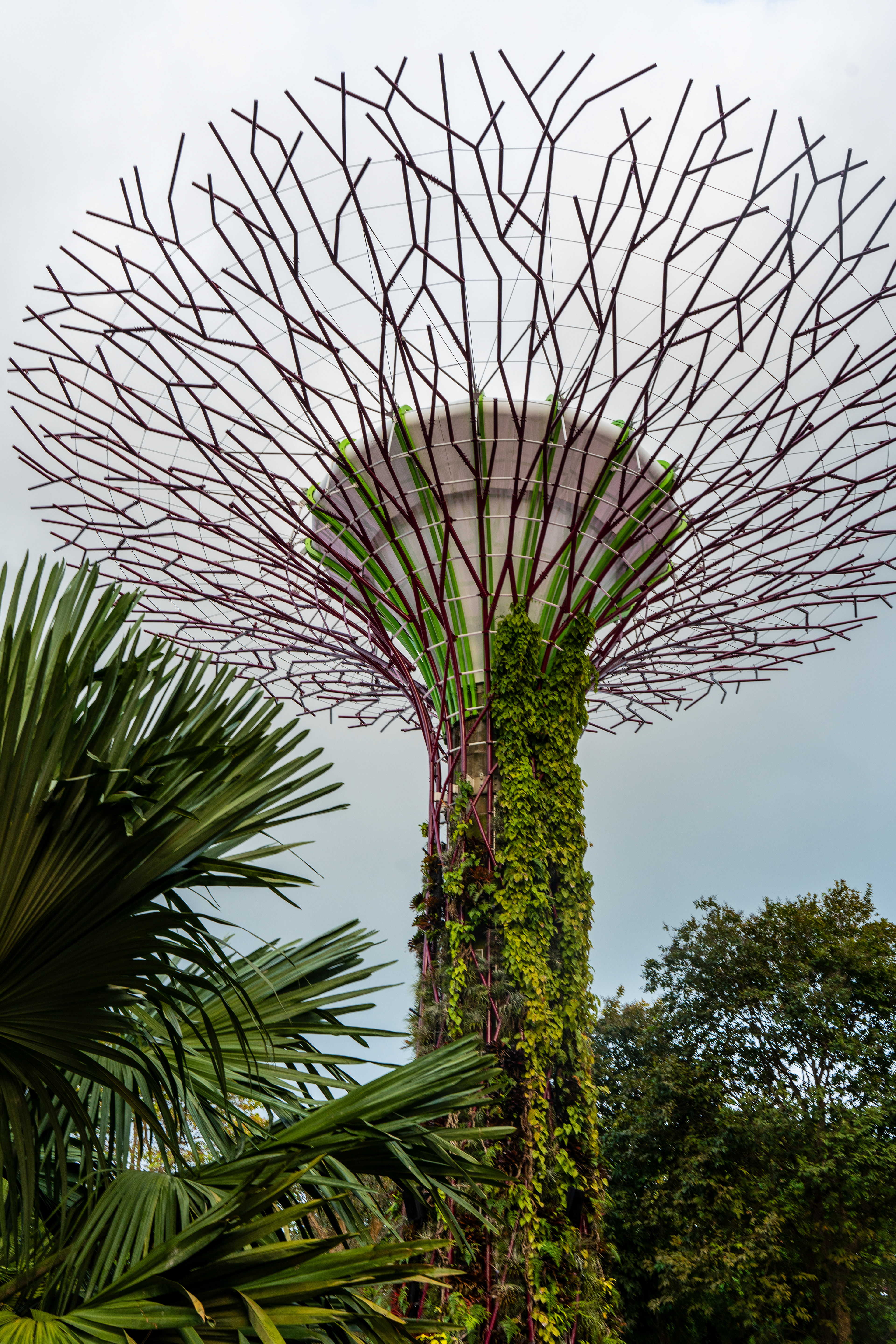 Supertree Grove