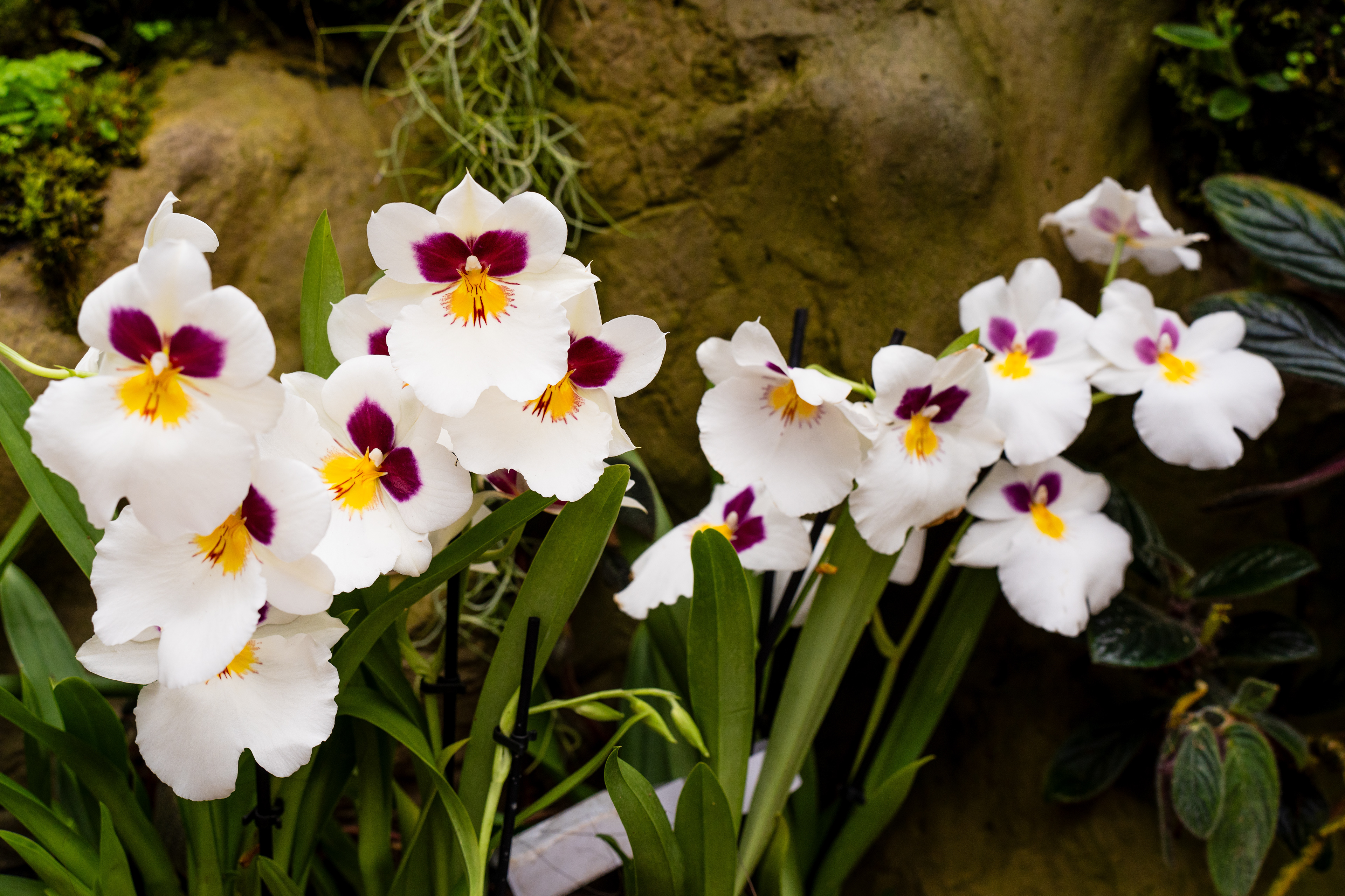 jardin des orchidées
