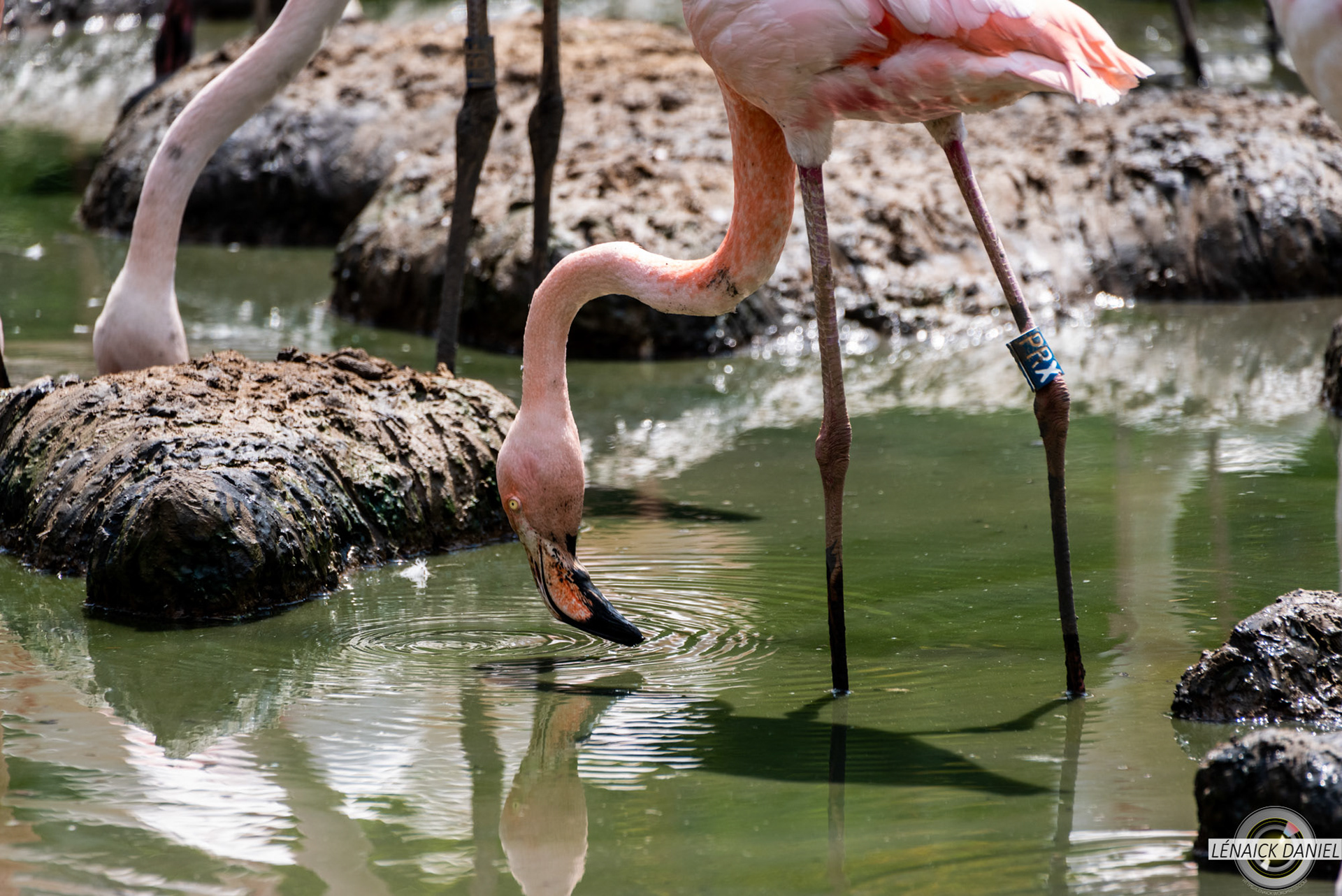 flamands roses