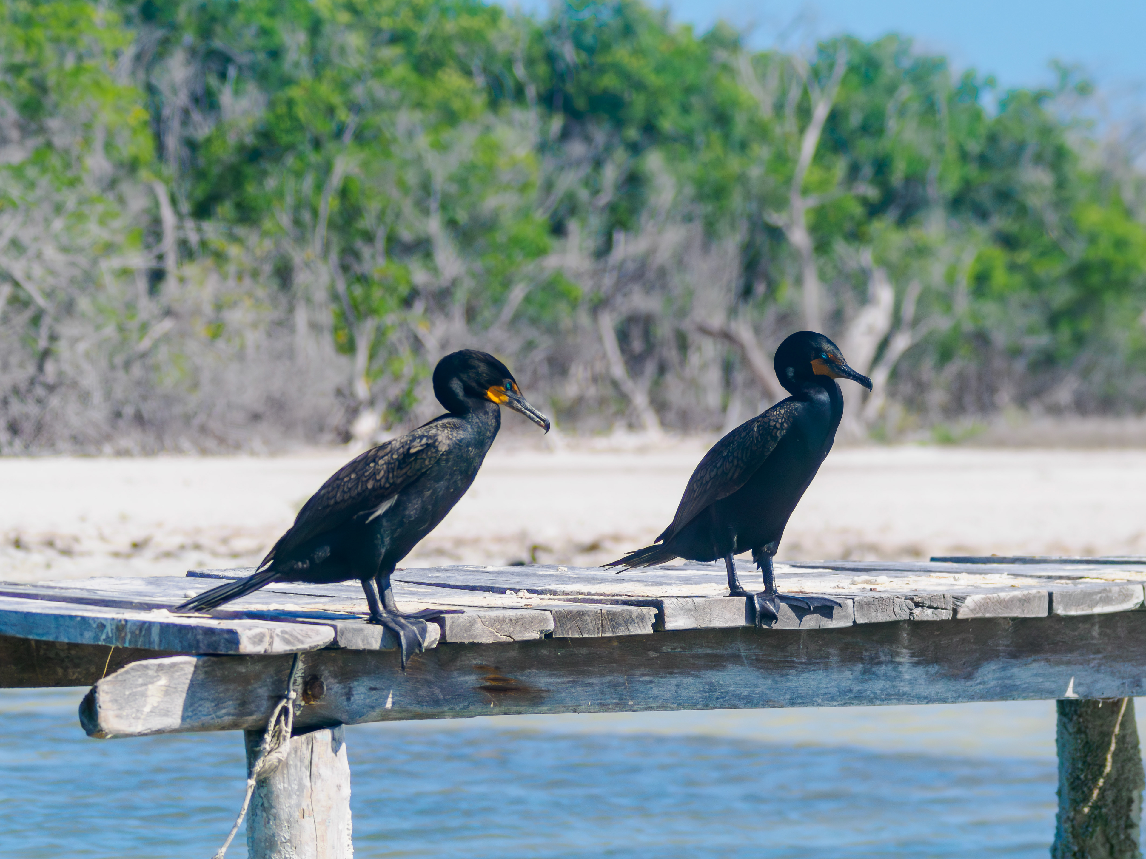 cormorans