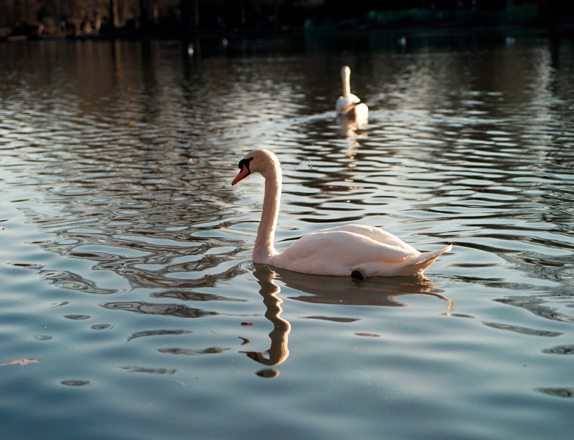 cygne