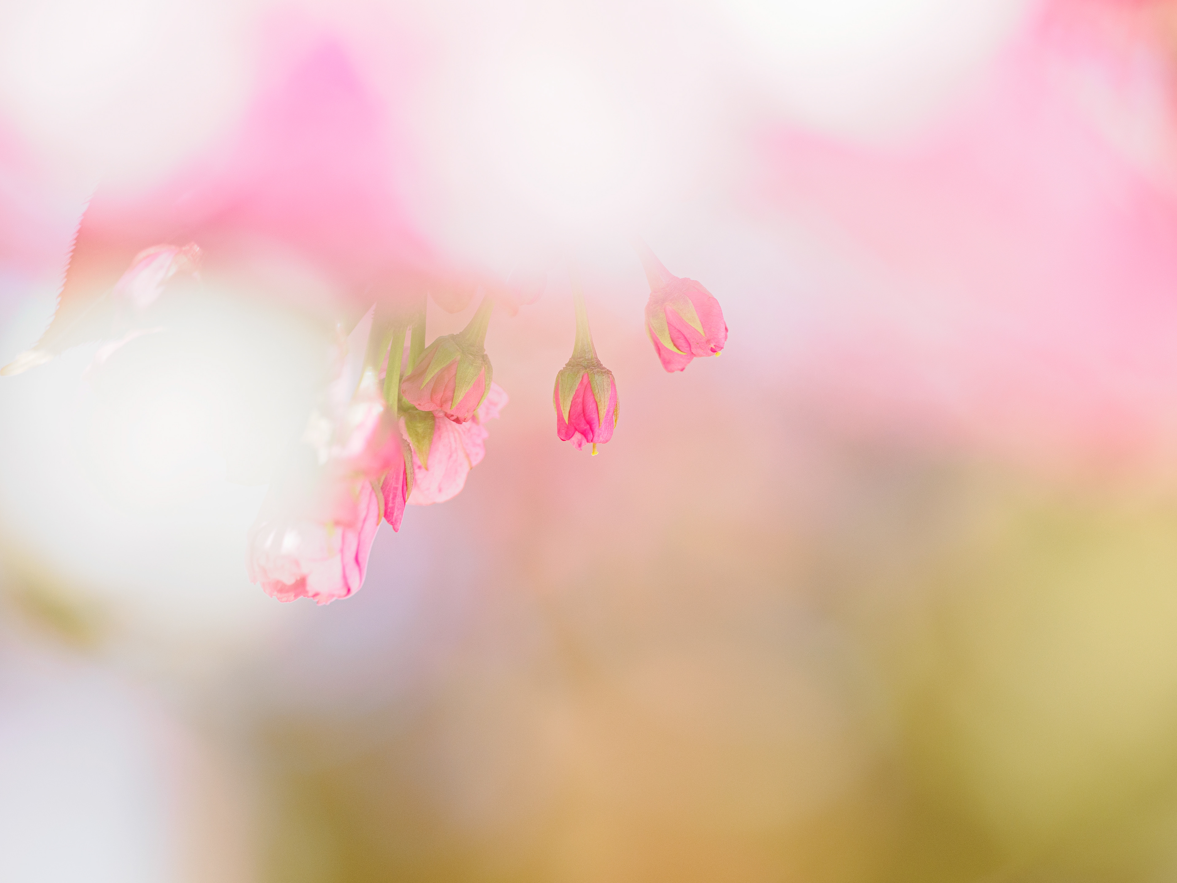le printemps arrive