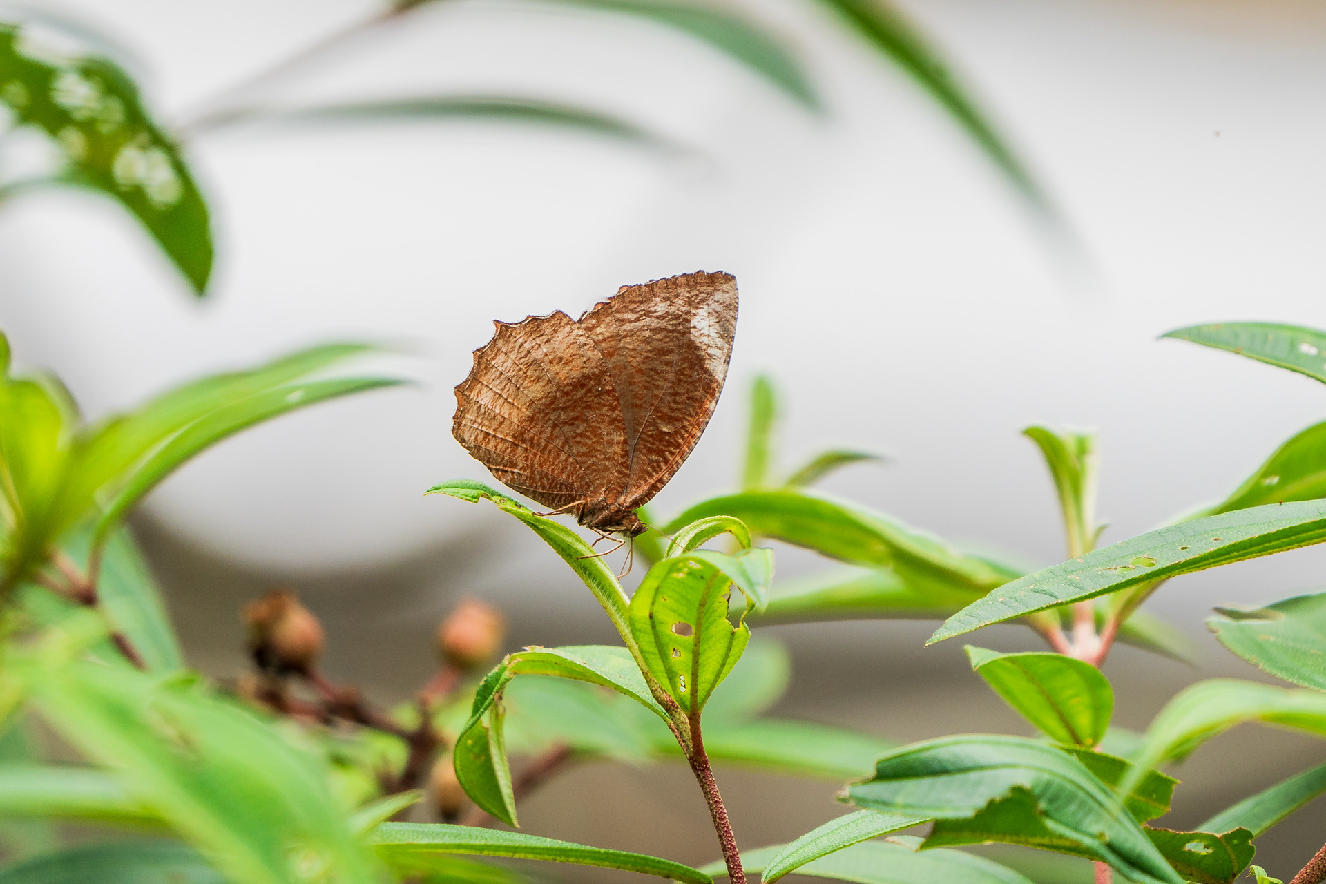 papillon