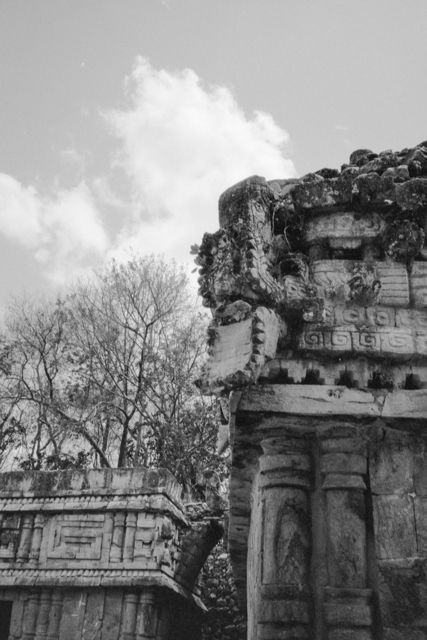 Tête de serpent en argentique