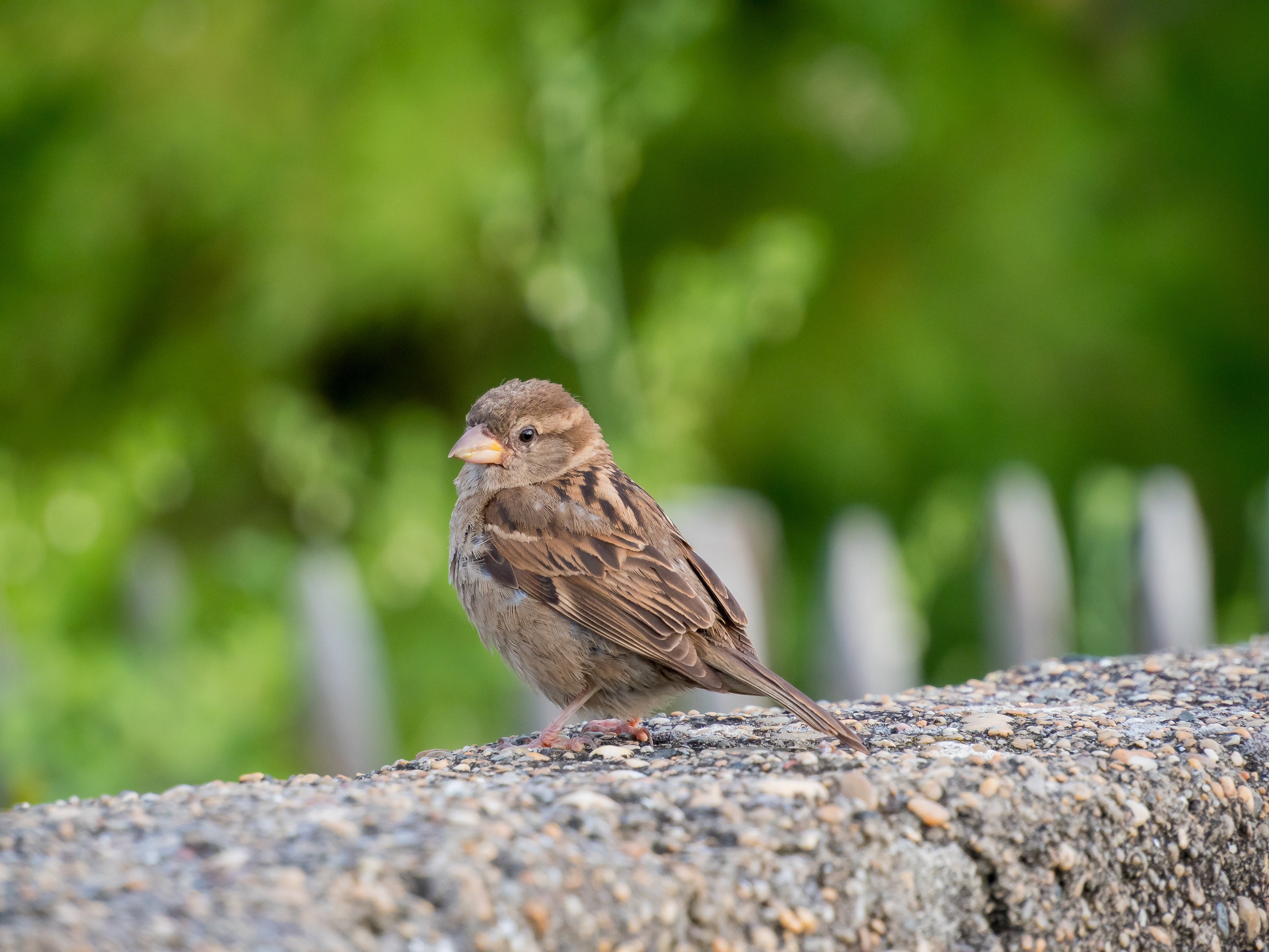 Un moineau sur l'esplanade du phare