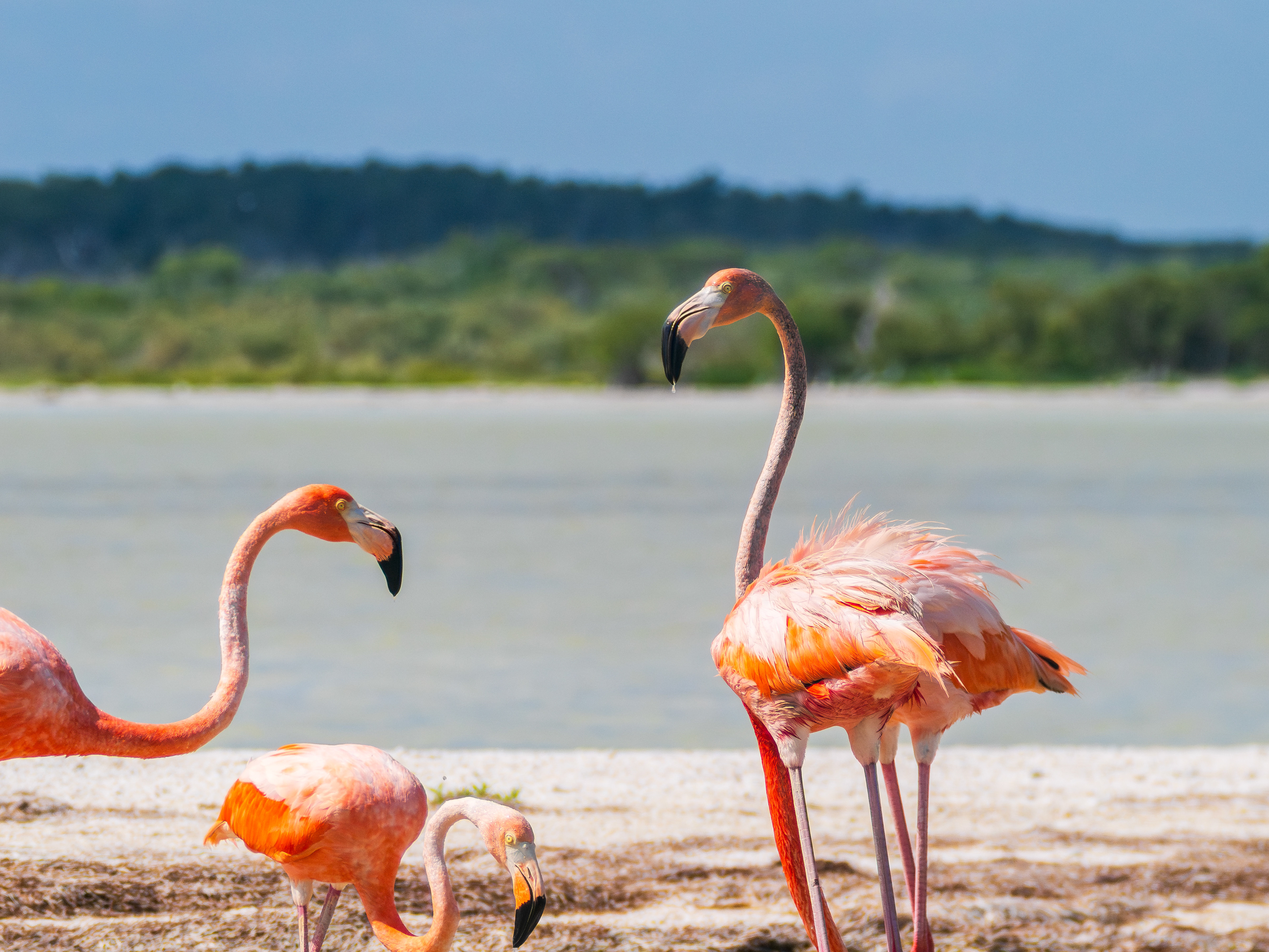 flamands roses