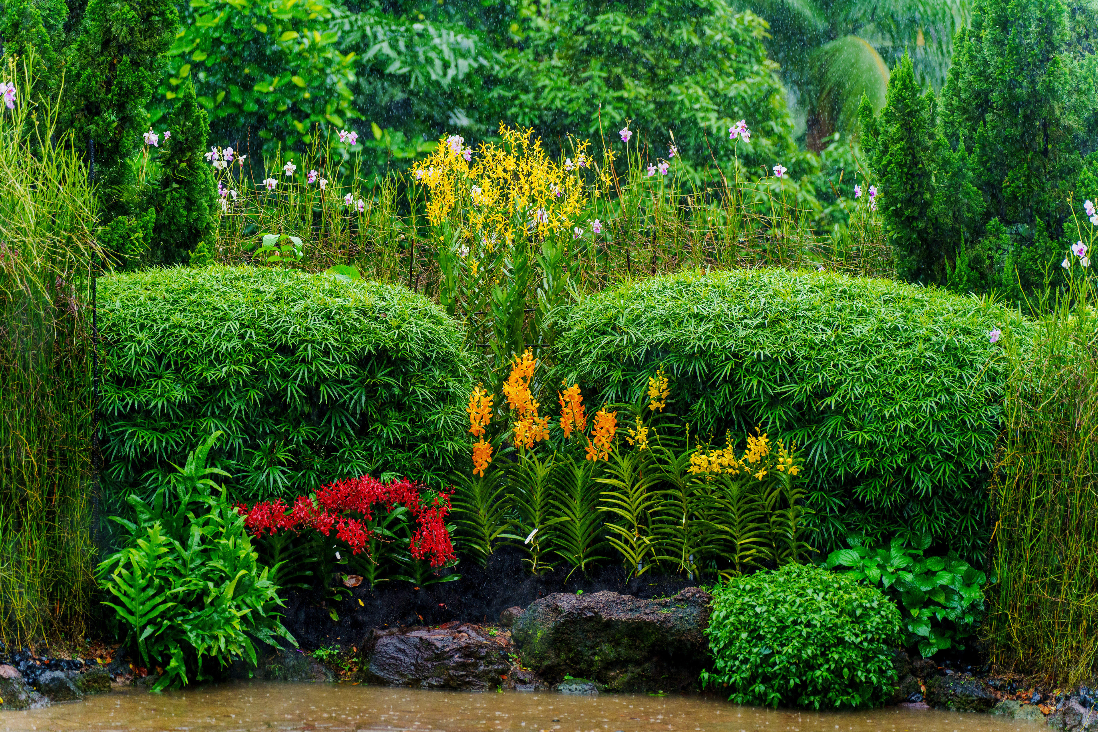 jardin des orchidées