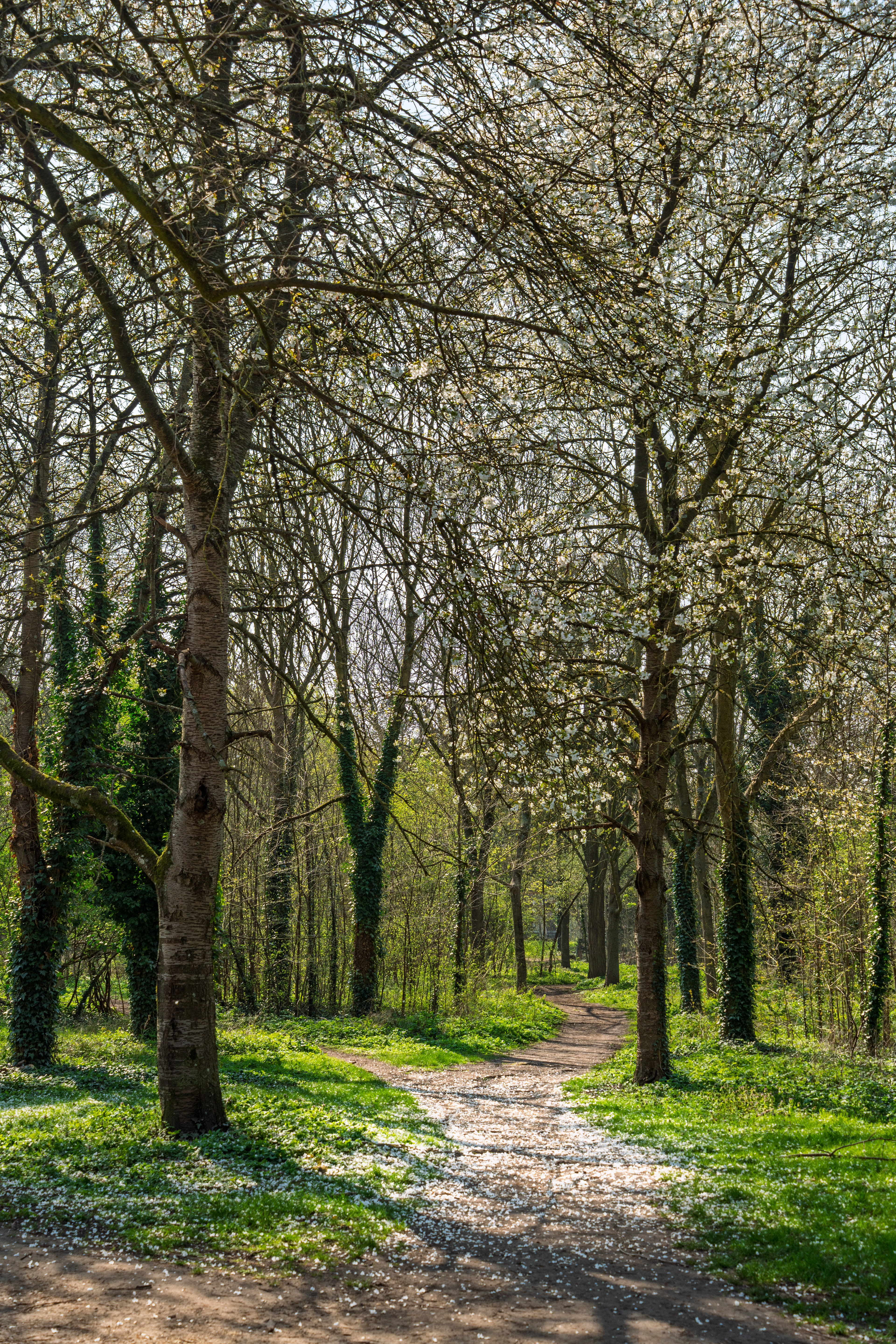 sentier