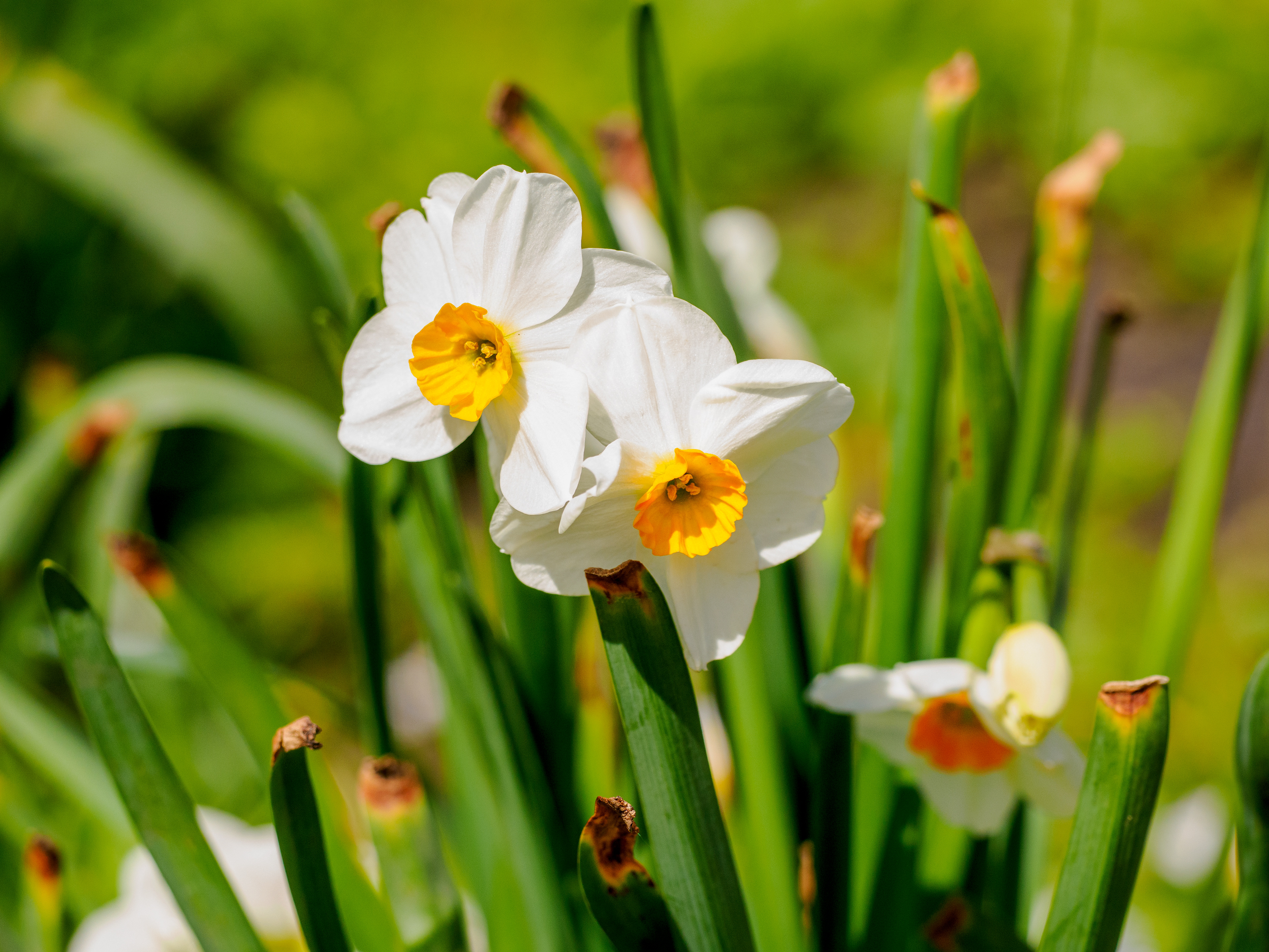 le printemps arrive