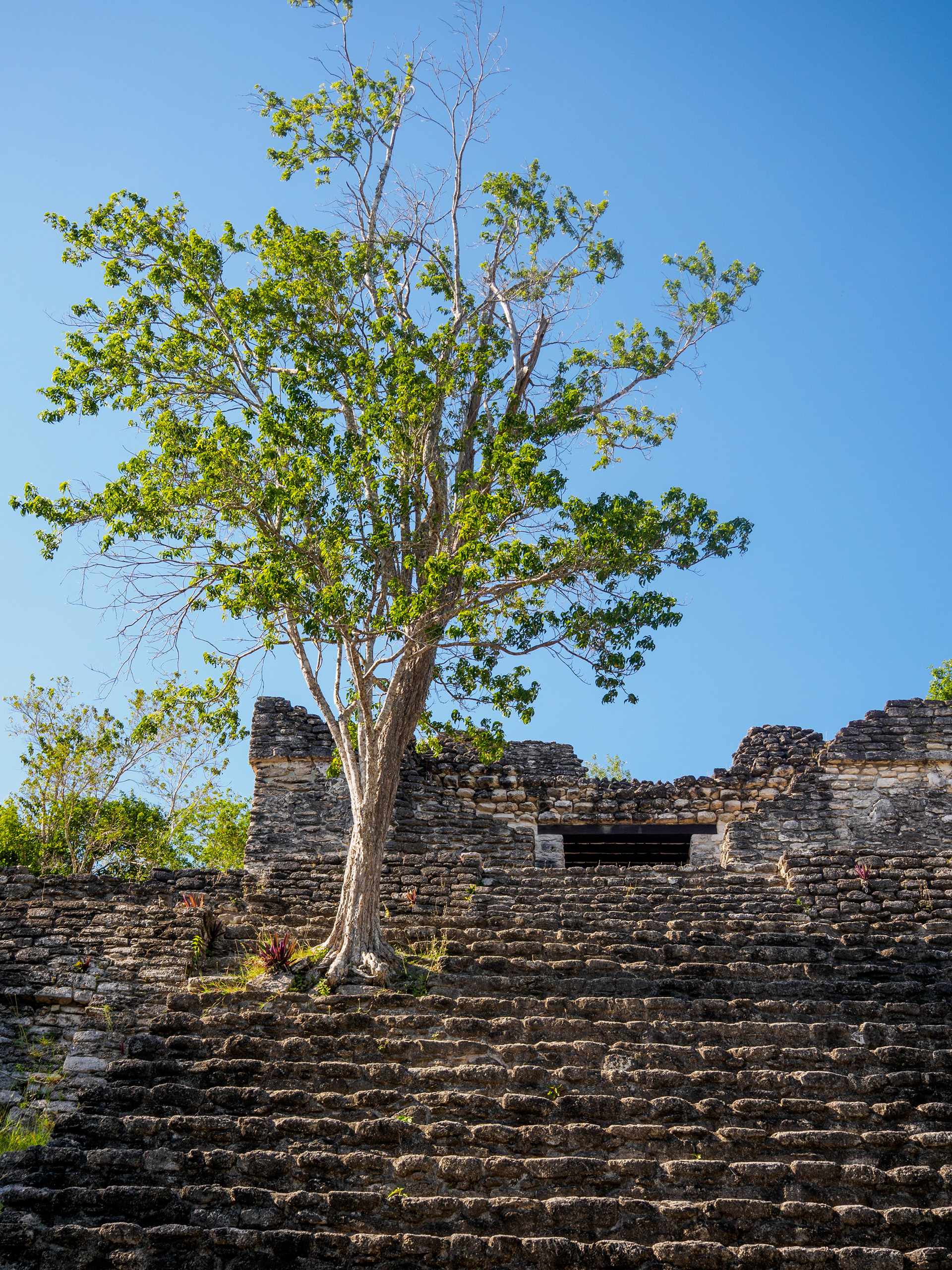 toujours aussi amoureux de ces arbres qui poussent suur les vieilles pierres