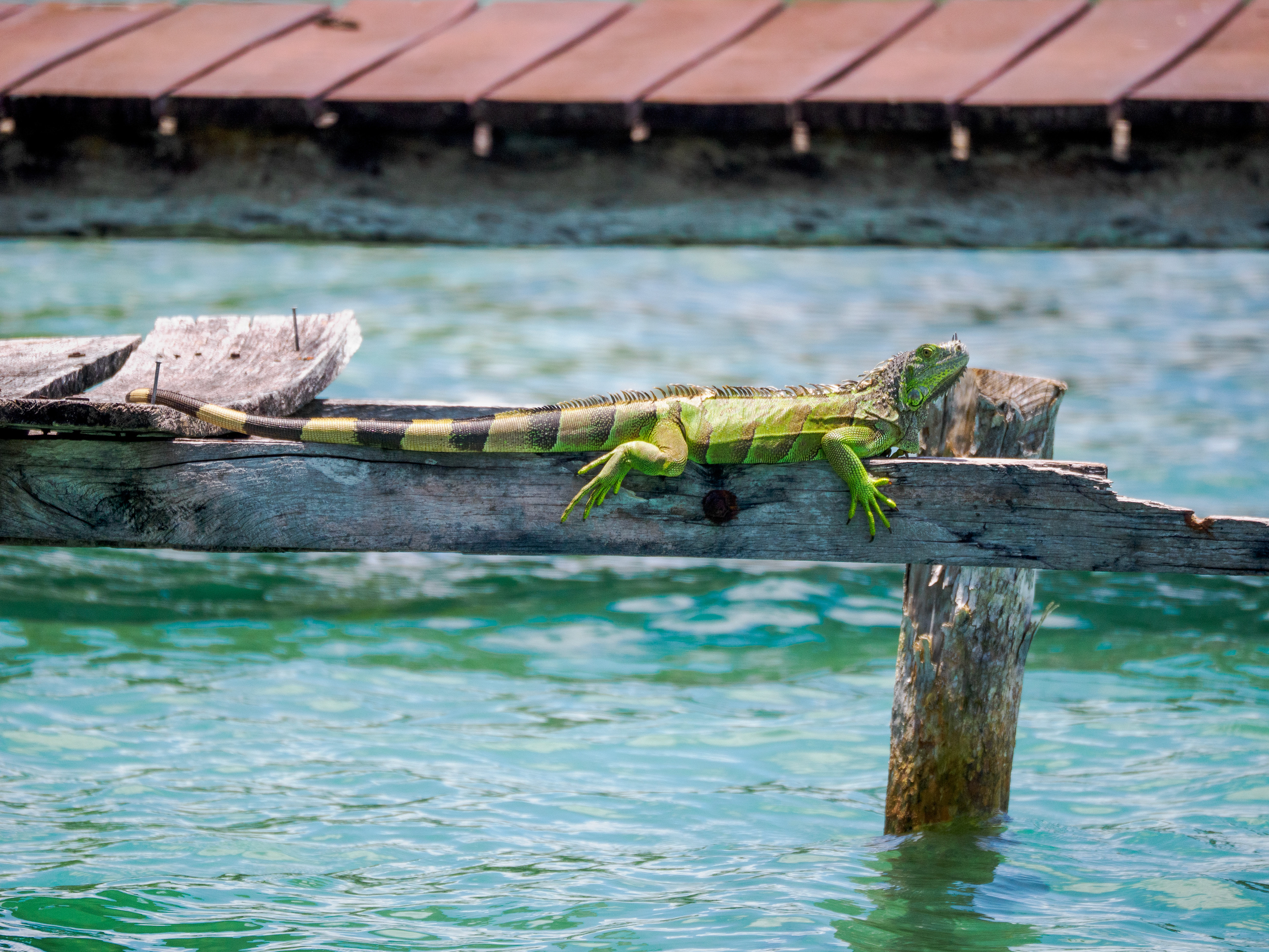 compagnon de départ