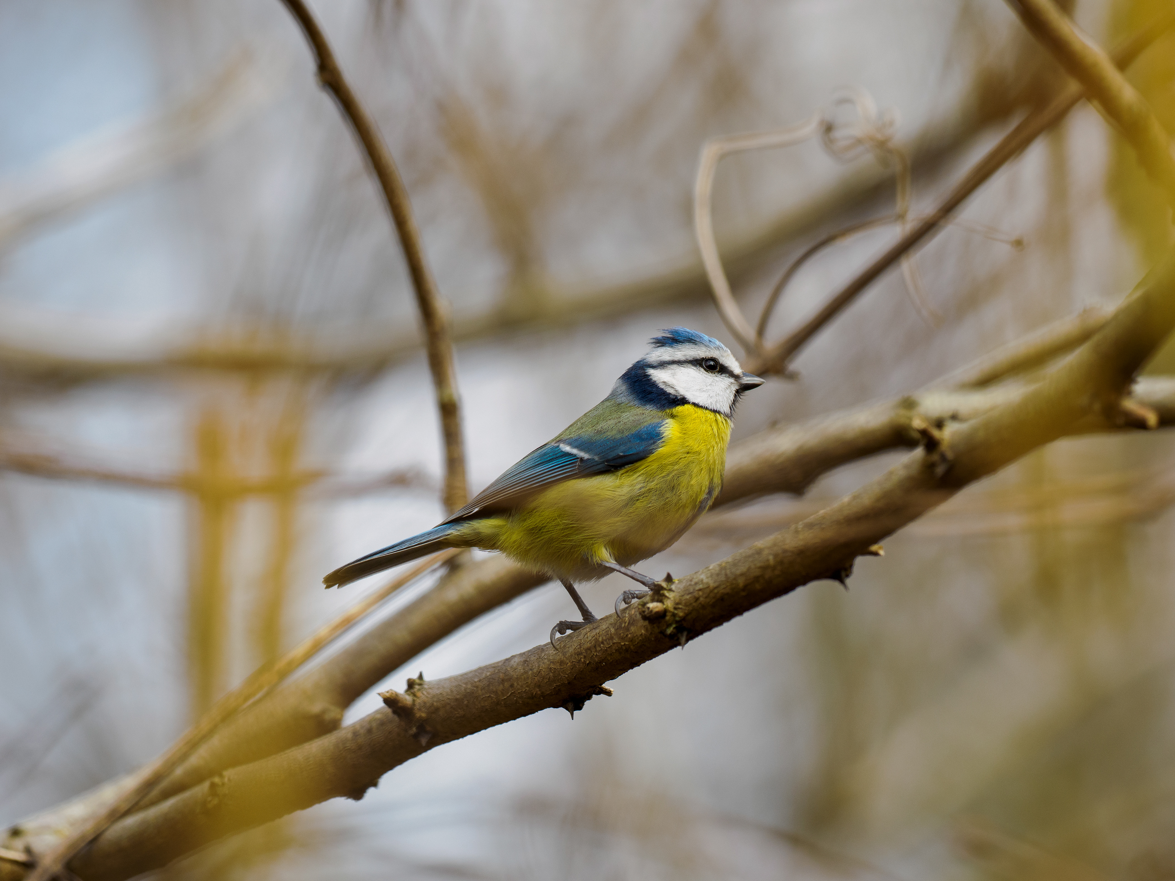 Mésange bleue