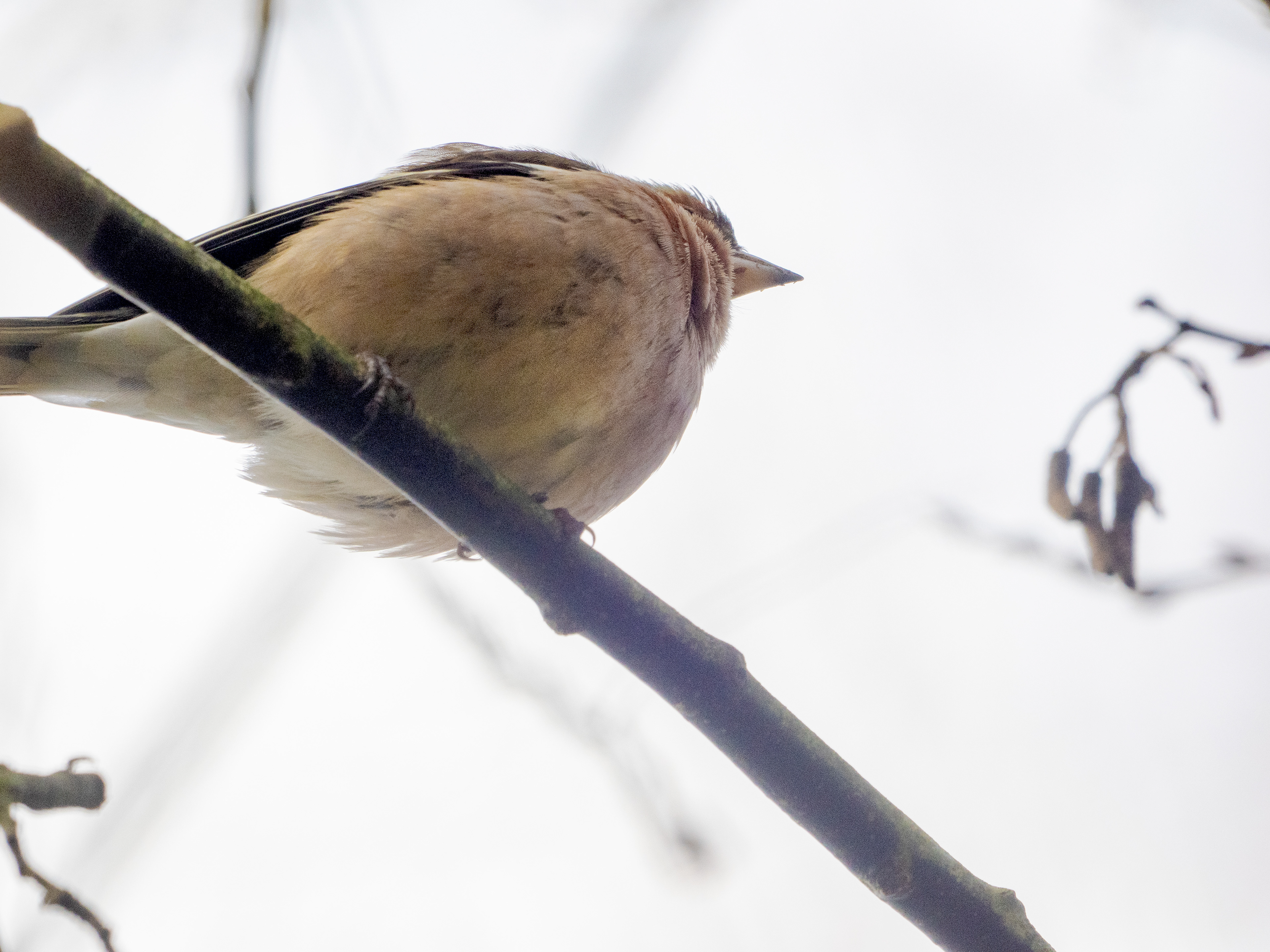 oiseau