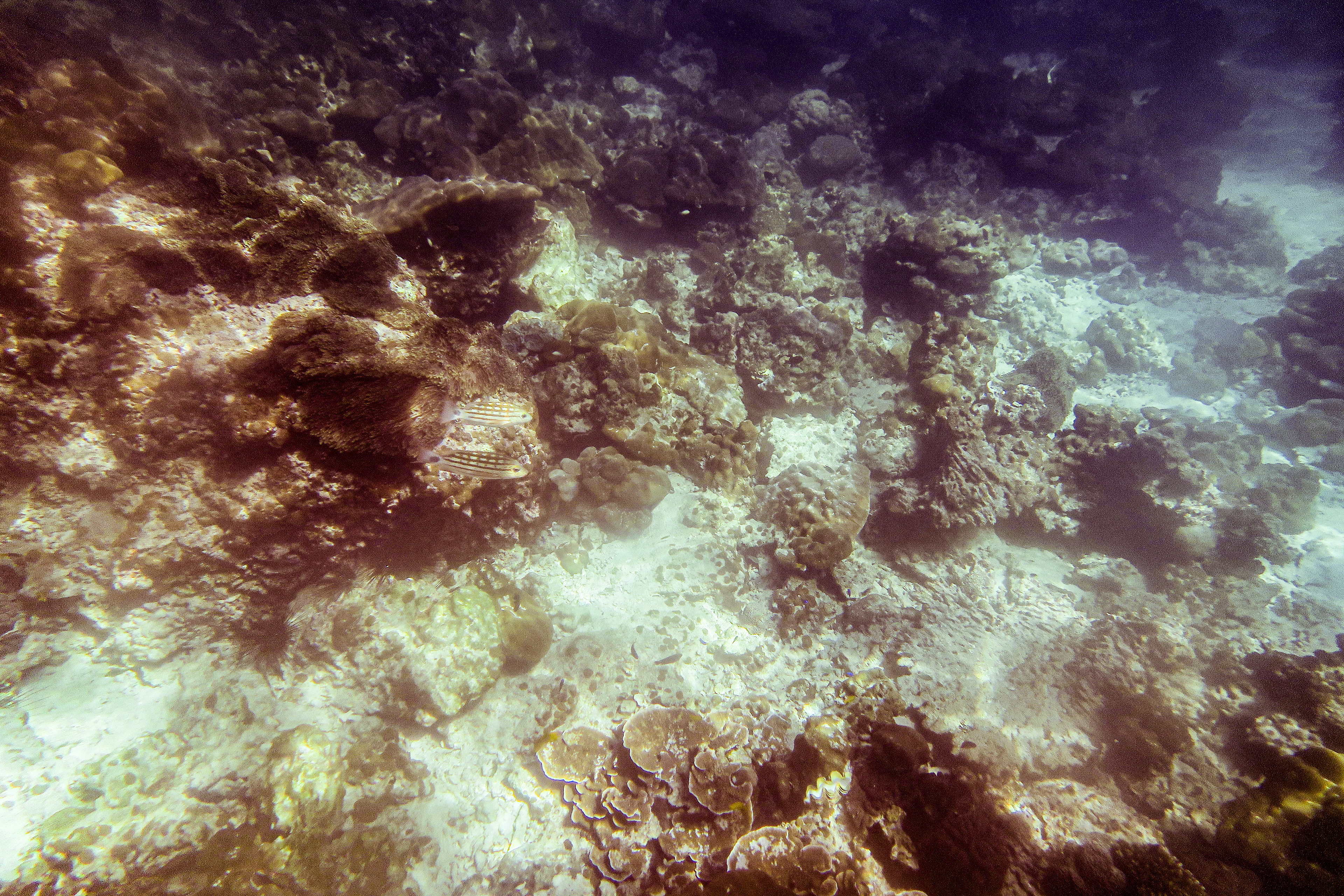 snorkeling