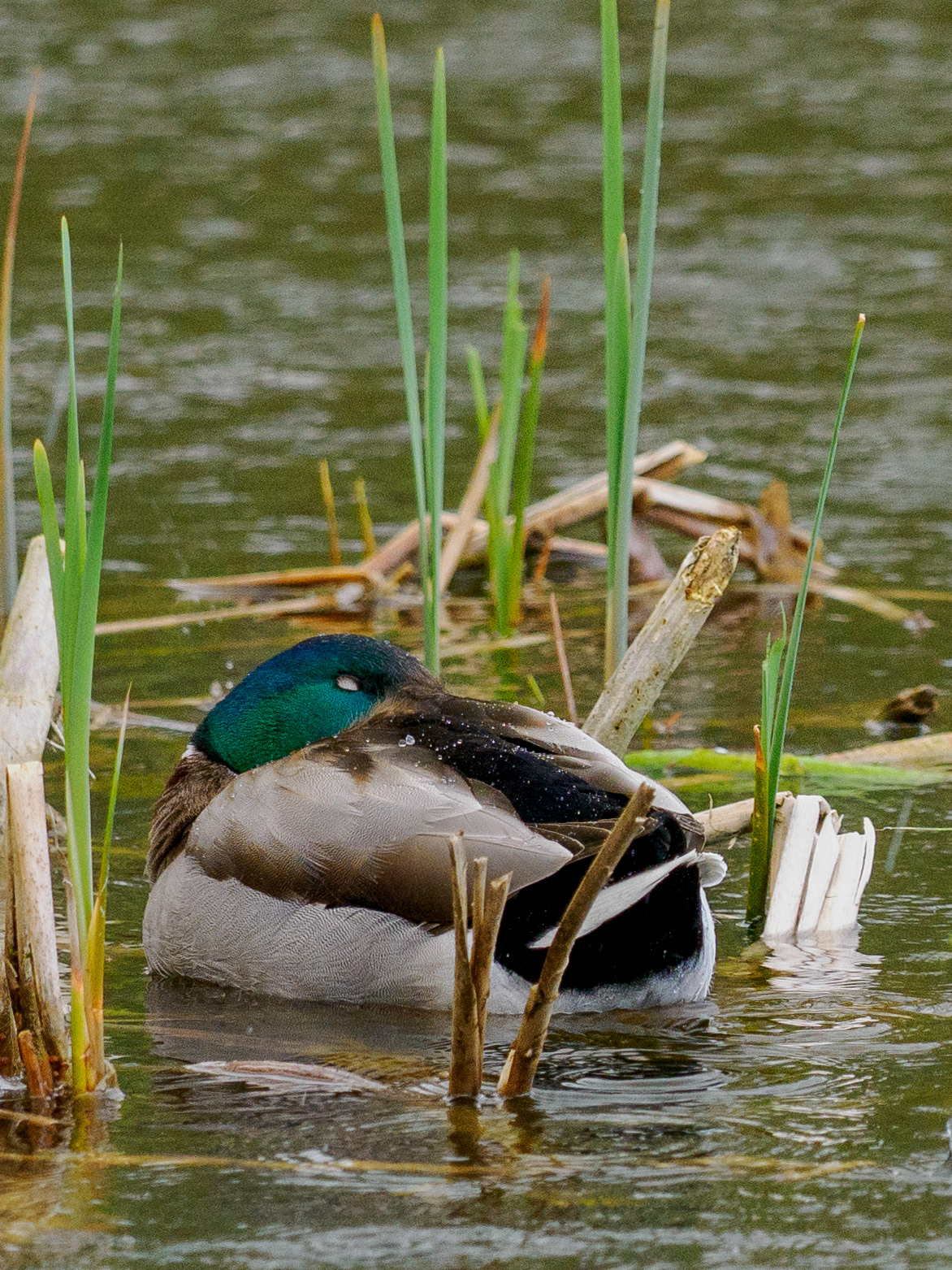 Colvert
