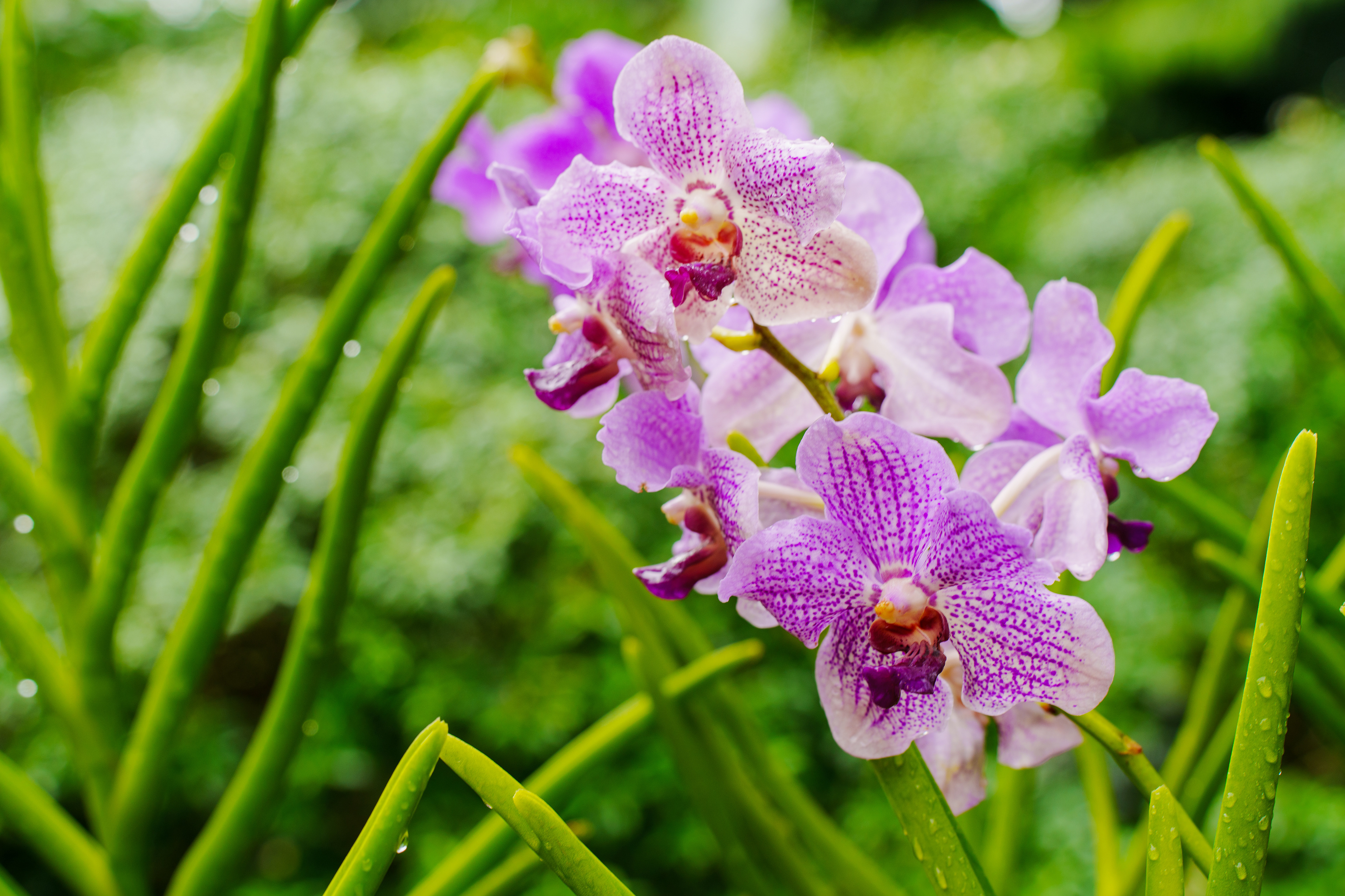 jardin des orchidées