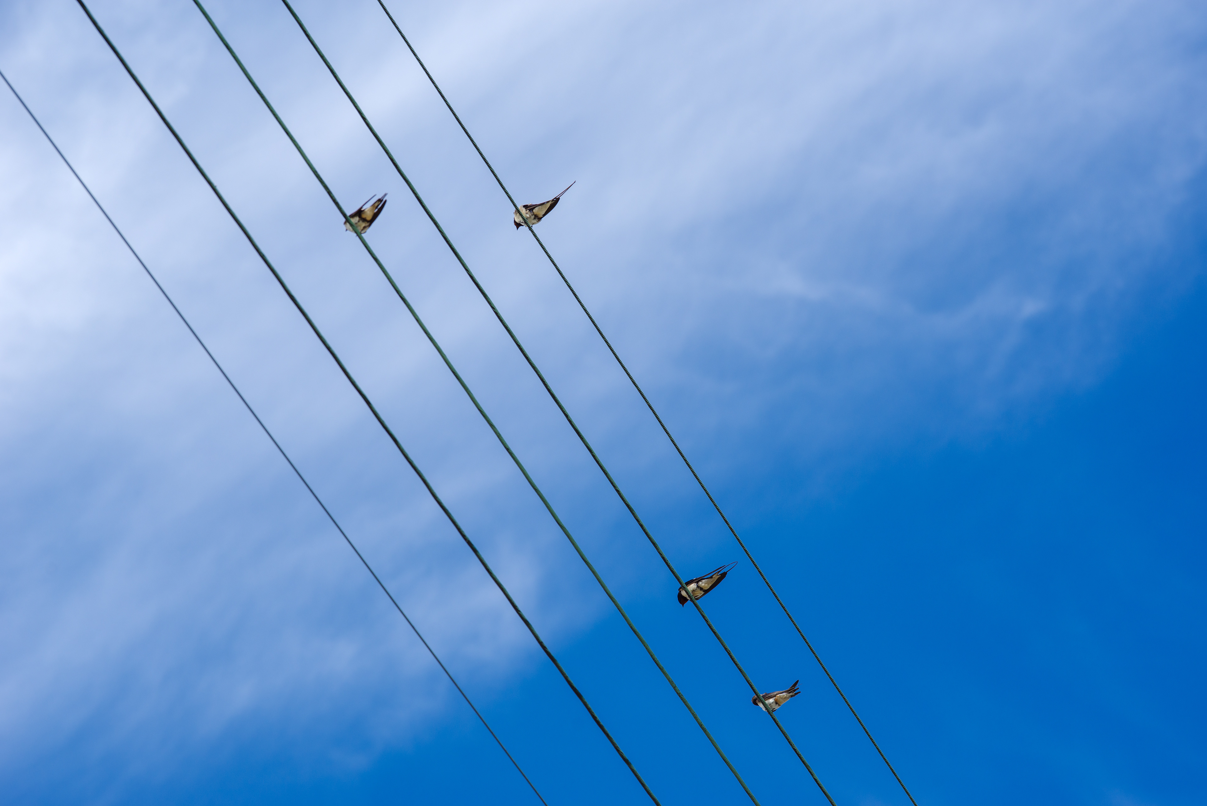 oiseaux sur des fils électriques