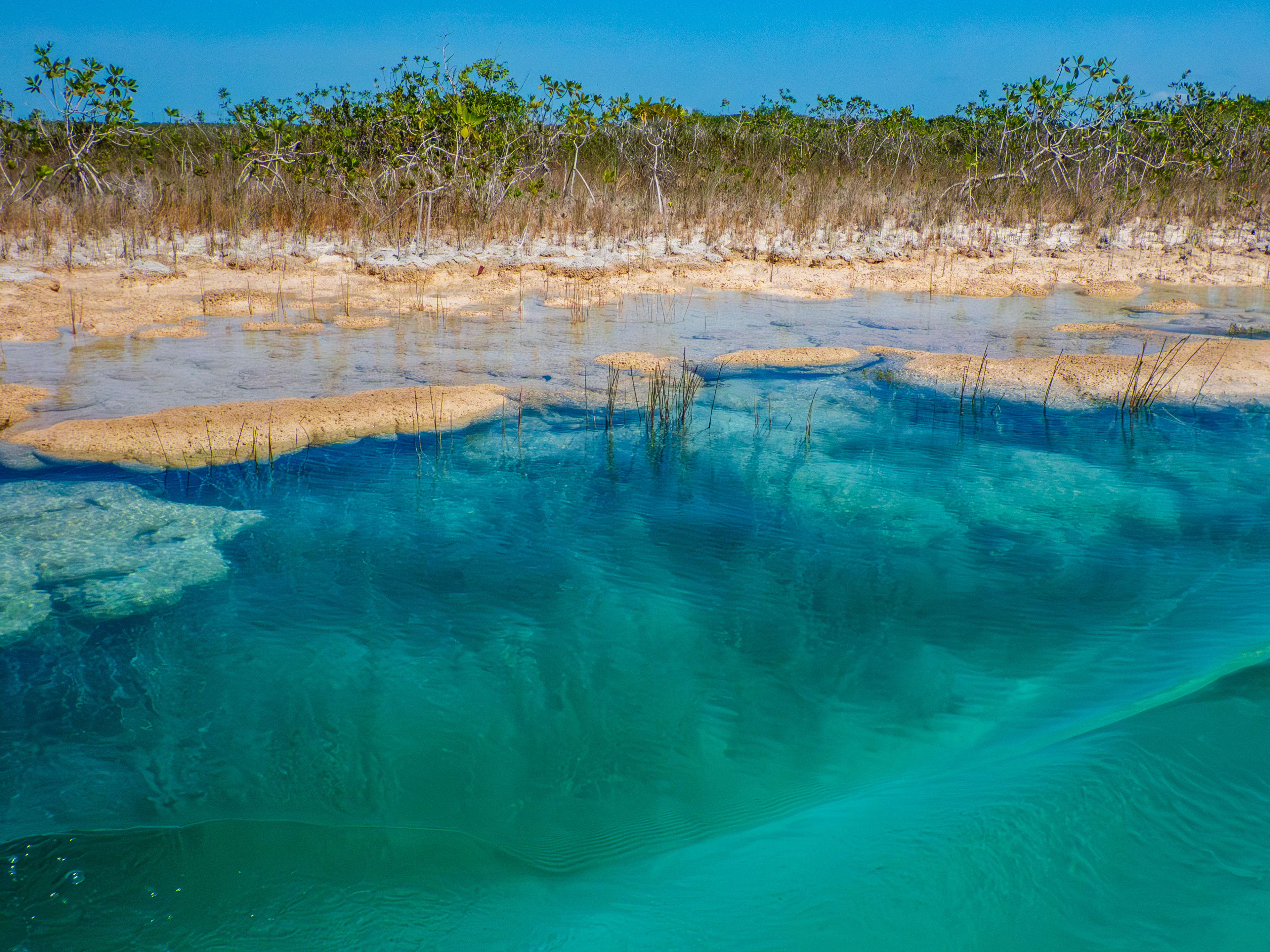 mangrove et stromatolites